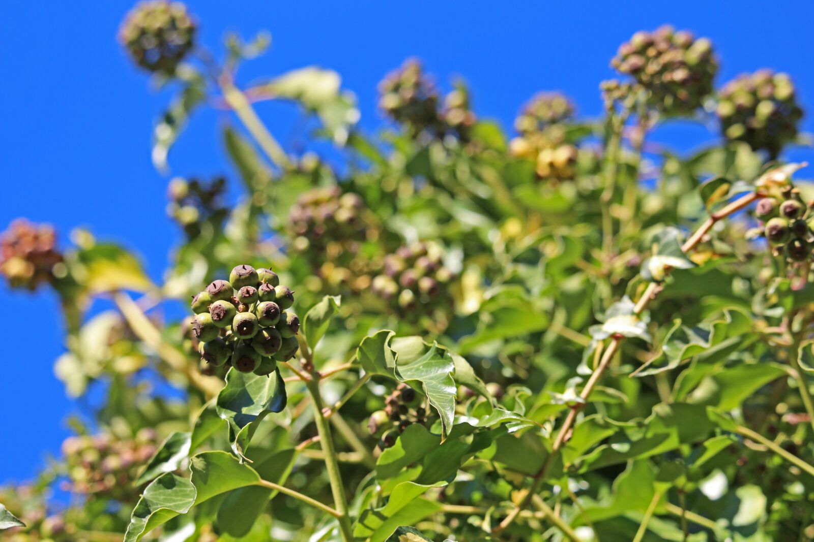 Canon EF-S 55-250mm F4-5.6 IS STM sample photo. Ivy, garden, nature photography
