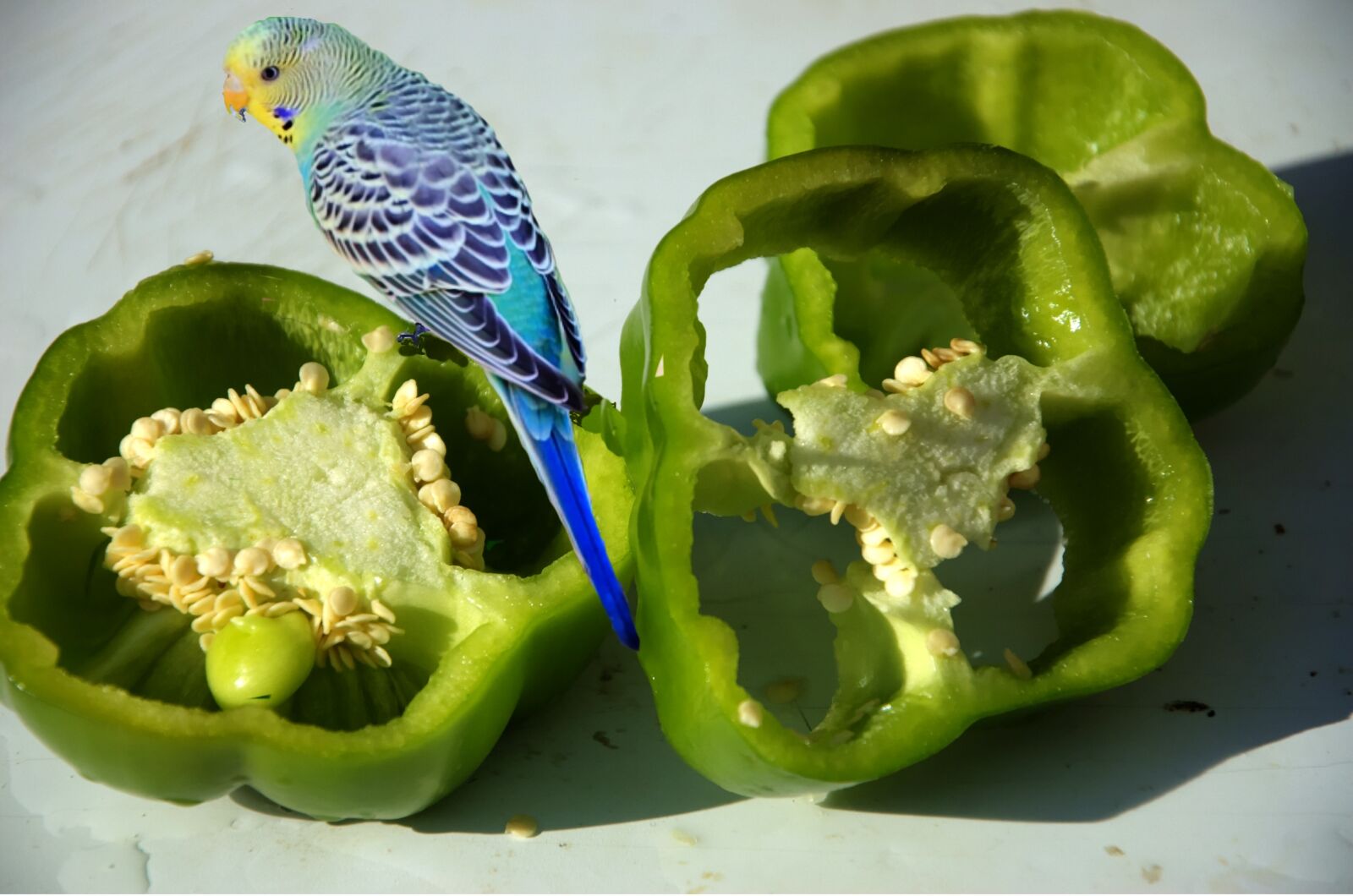 Nikon D70s sample photo. Green pepper, budgie, vegetable photography