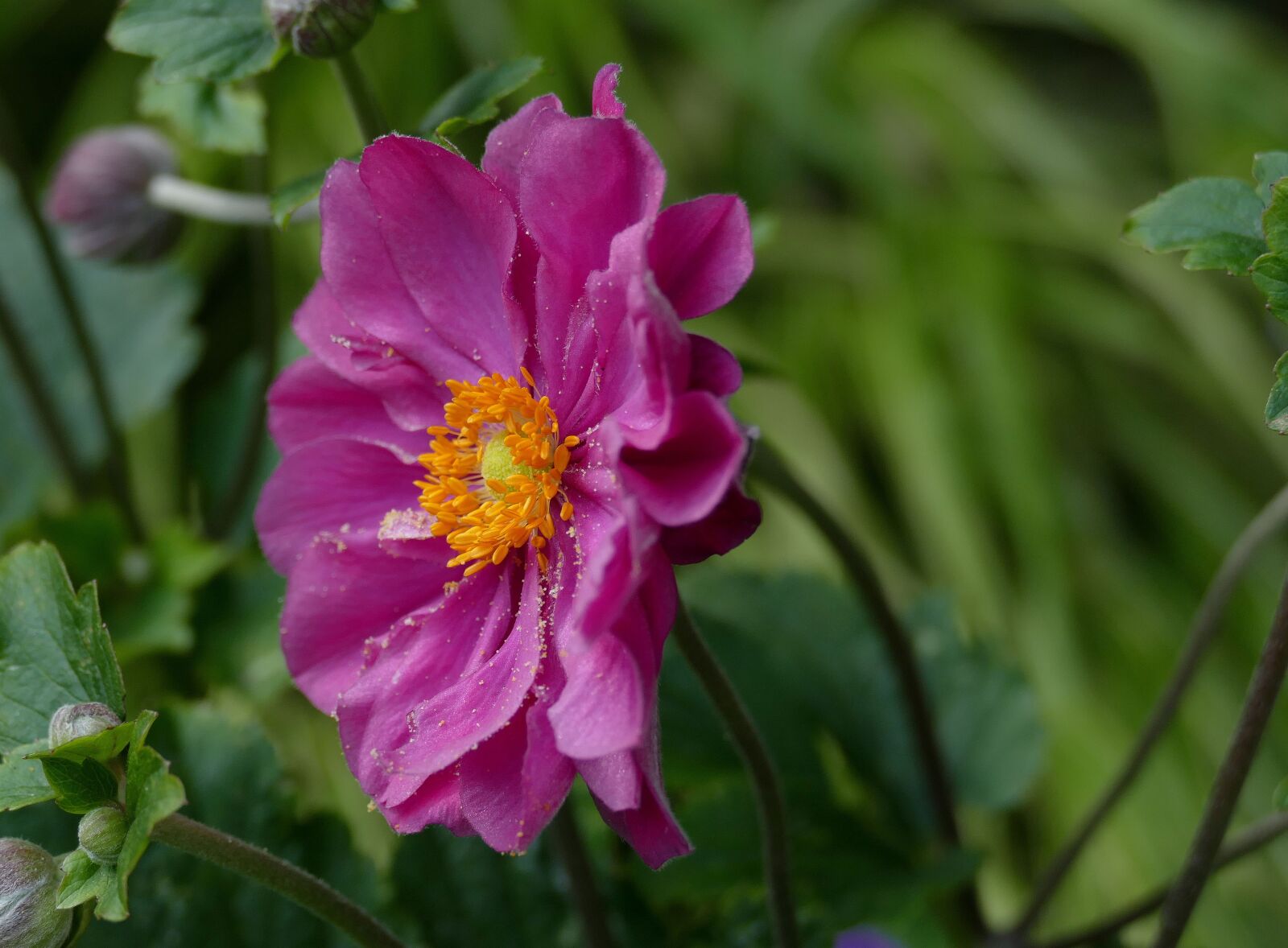 Panasonic Lumix DMC-FZ1000 sample photo. Fall anemone, deep pink photography