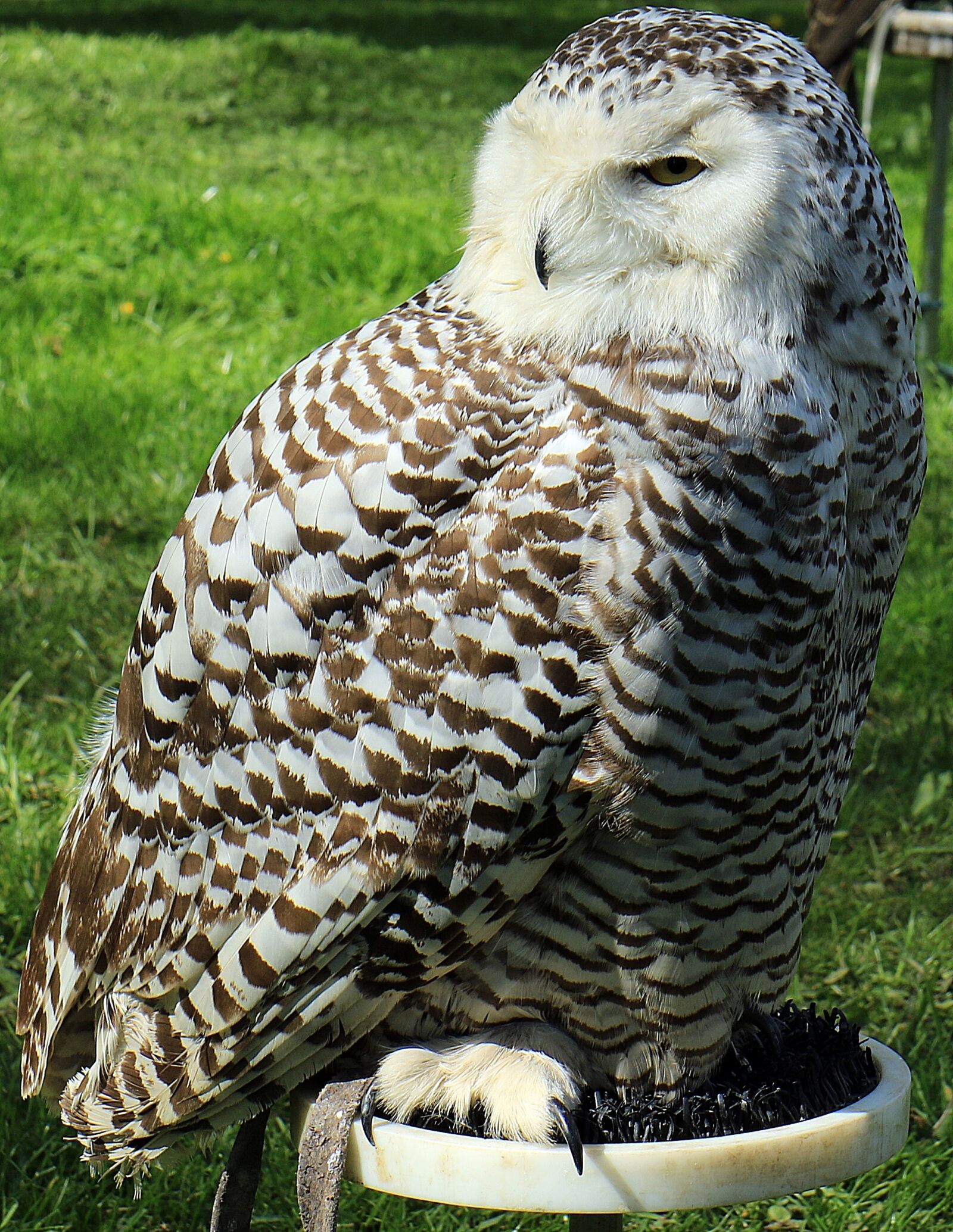Canon EOS 7D Mark II sample photo. Sowa, eye, bird photography