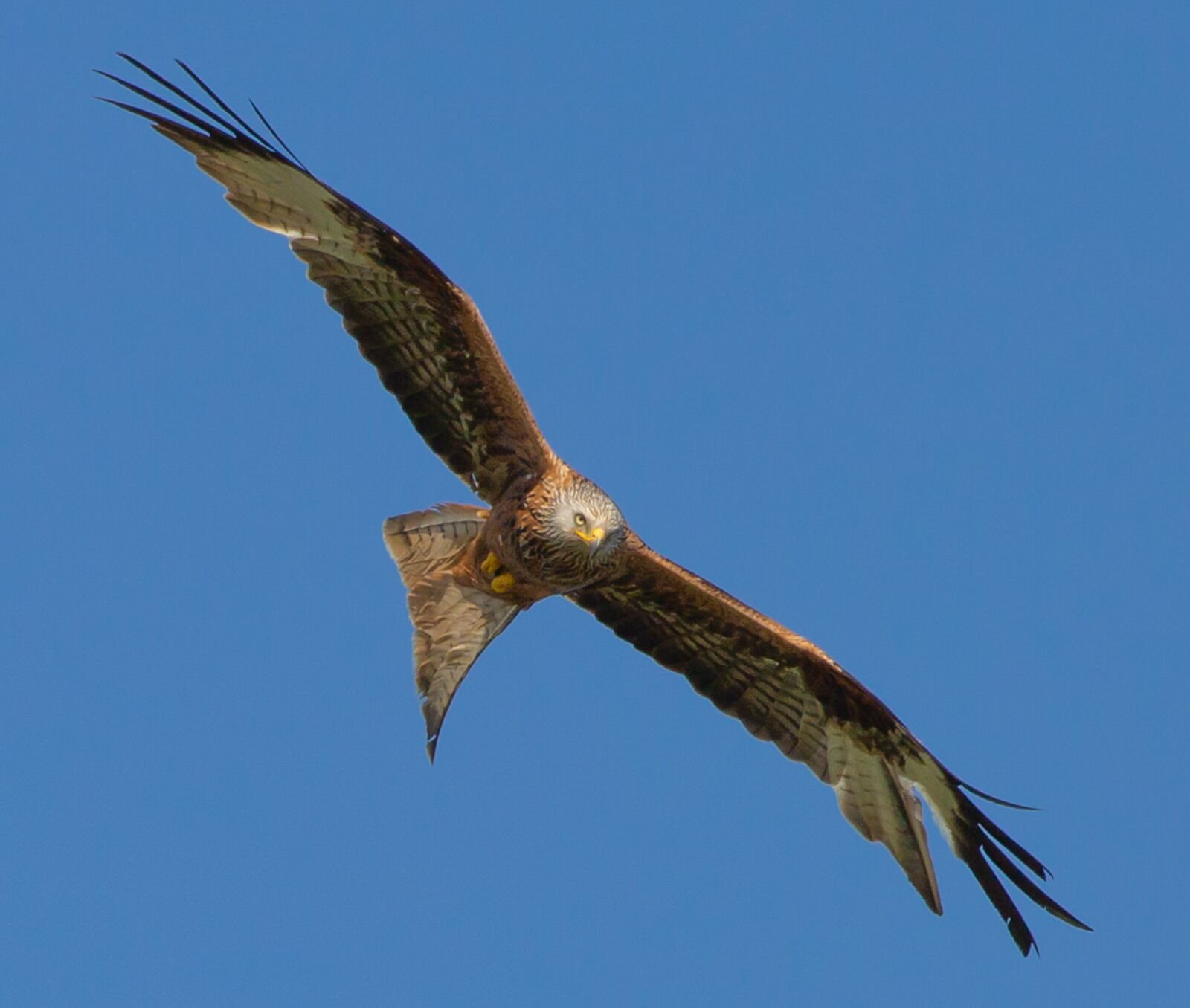 Canon EOS 5D Mark III sample photo. Red kite in flight photography