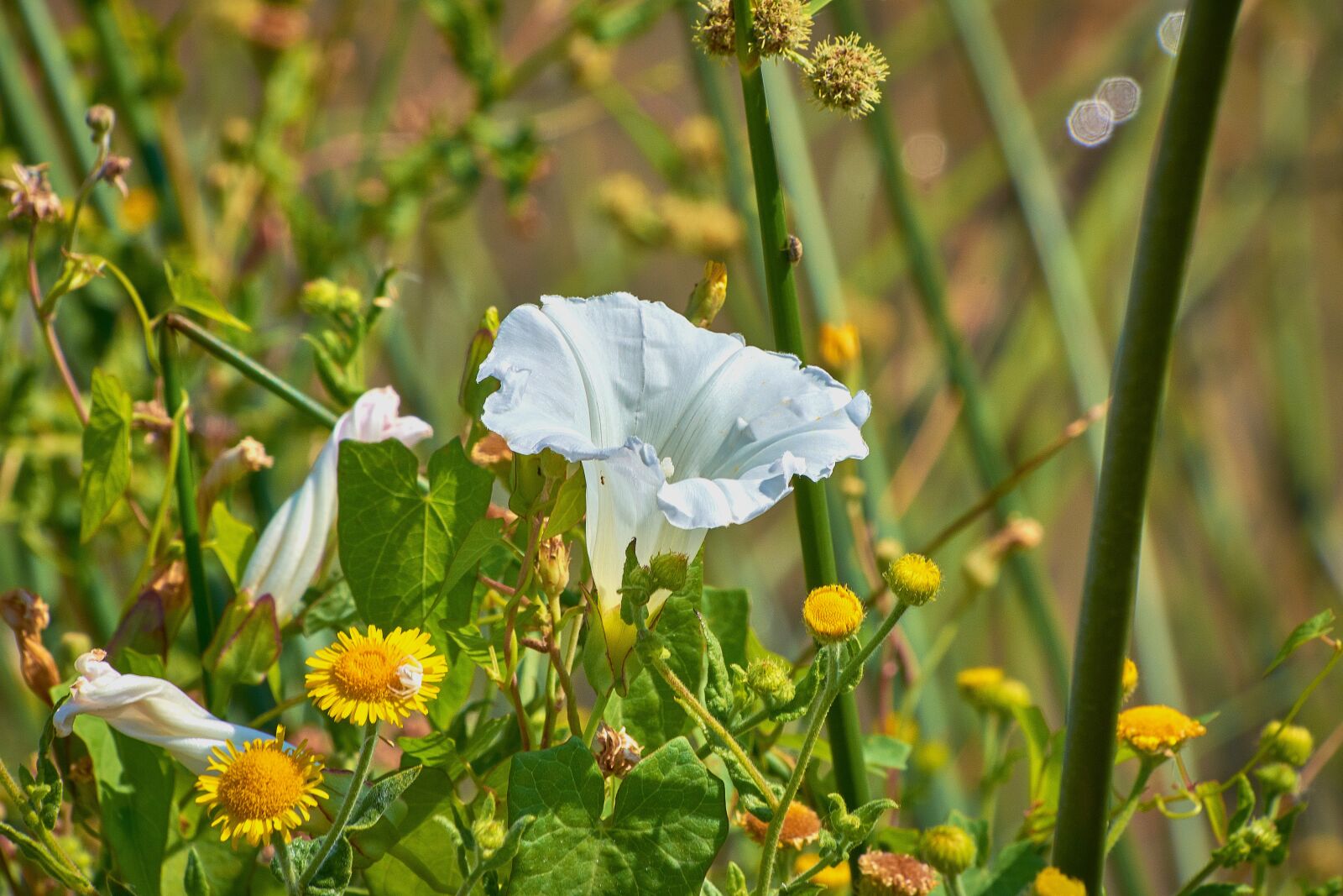 Nikon D7200 sample photo. Flower, white, plant photography