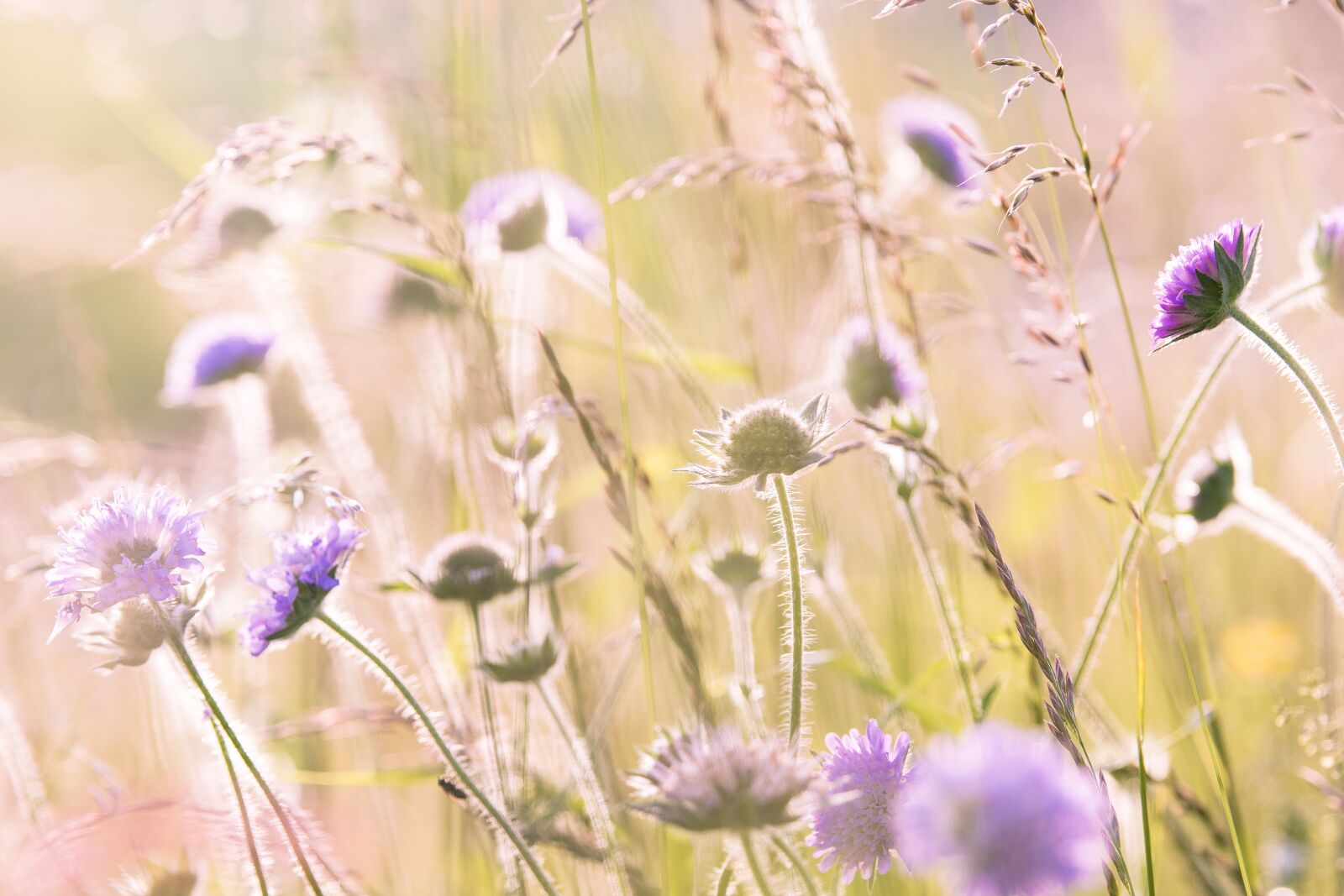 Nikon D5300 sample photo. Wildflowers, field flowers, summer photography