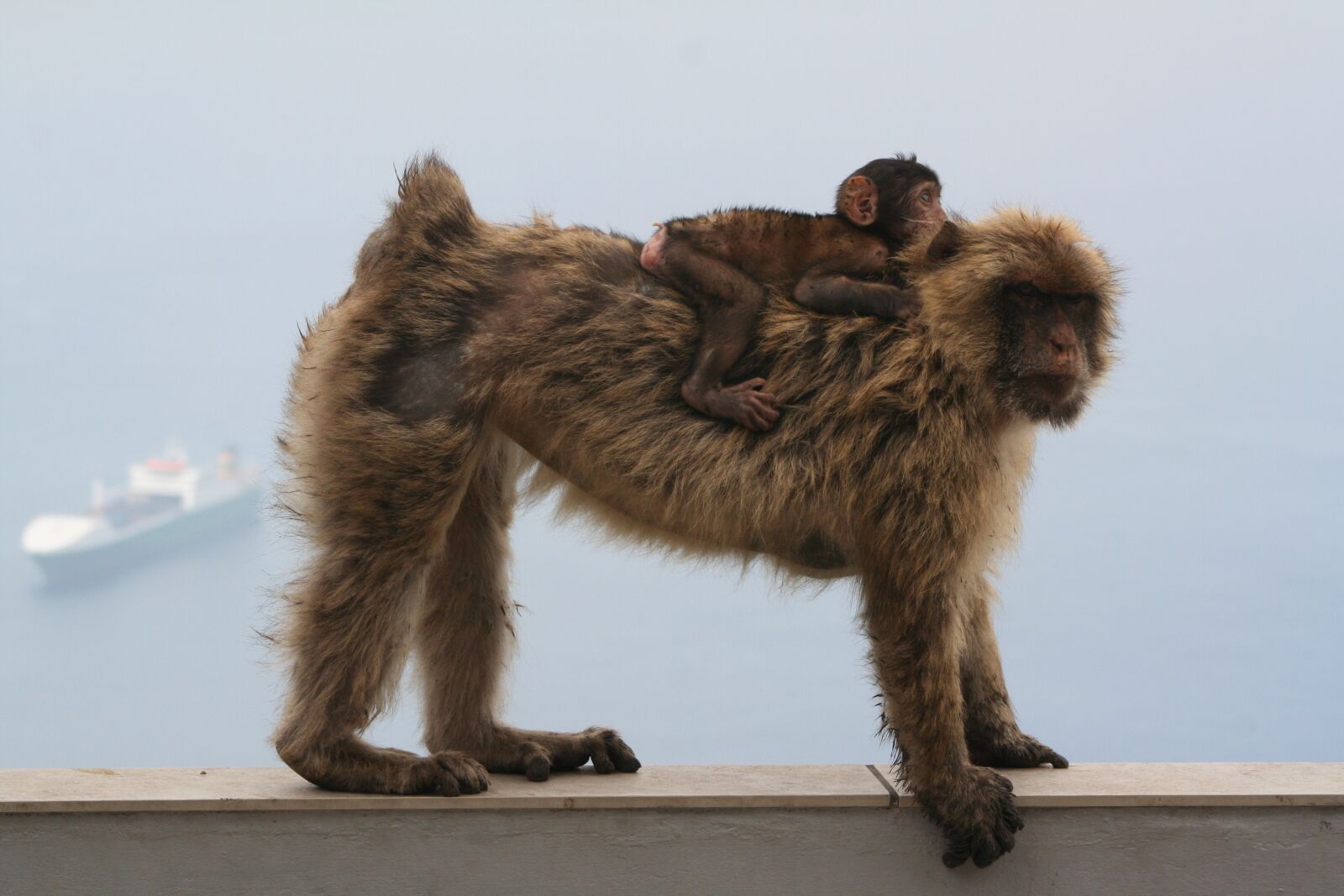 Canon EOS 350D (EOS Digital Rebel XT / EOS Kiss Digital N) sample photo. Barbary ape, gibraltar, monkey photography