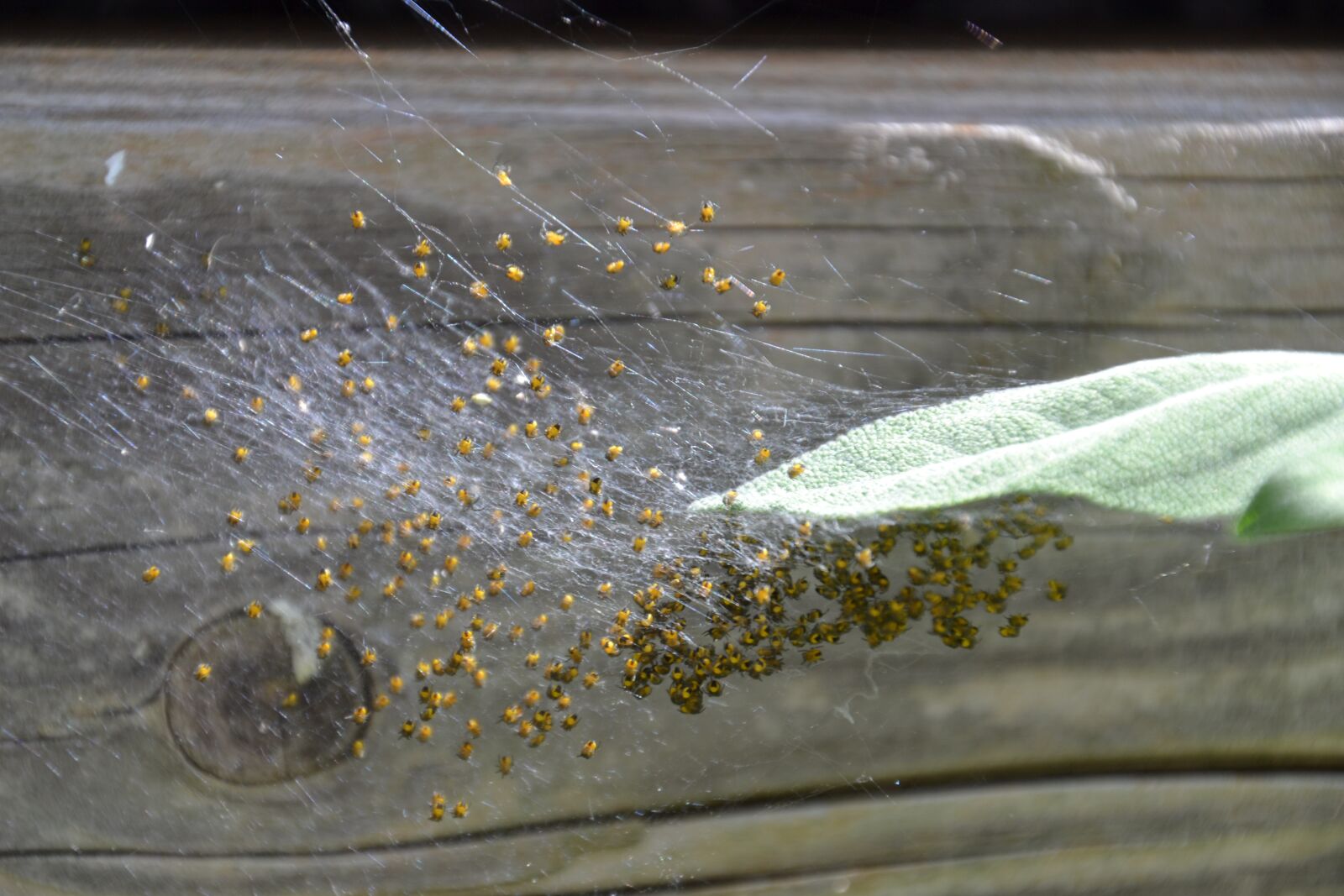 Nikon D3100 sample photo. Spider nest, baby spiders photography