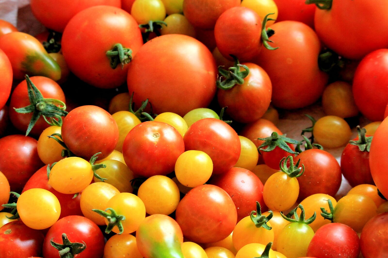 Canon EF-S 55-250mm F4-5.6 IS STM sample photo. Tomatoes, tomato harvest, healthy photography