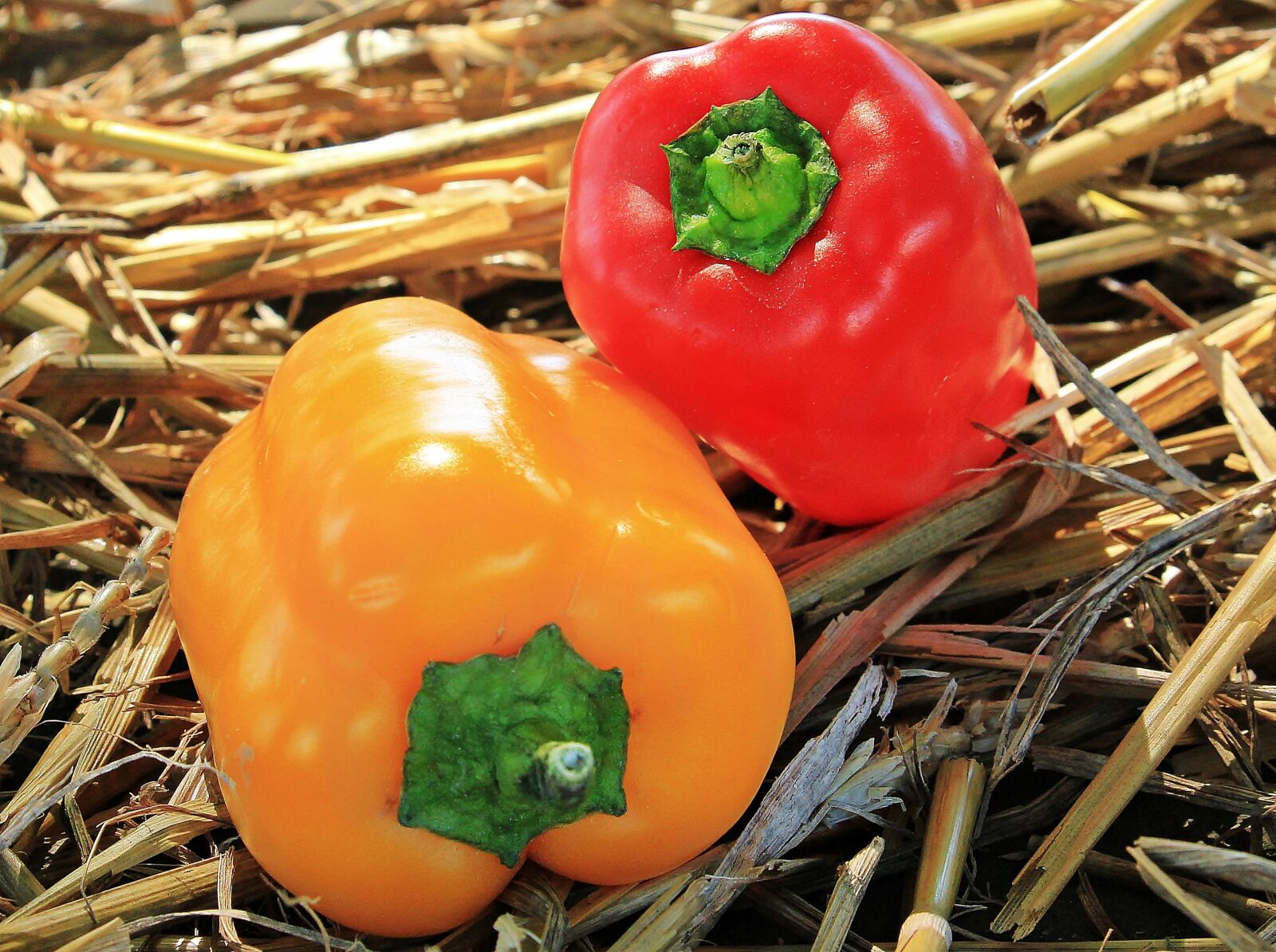 Canon EOS 550D (EOS Rebel T2i / EOS Kiss X4) sample photo. Thanksgiving, paprika, autumn photography