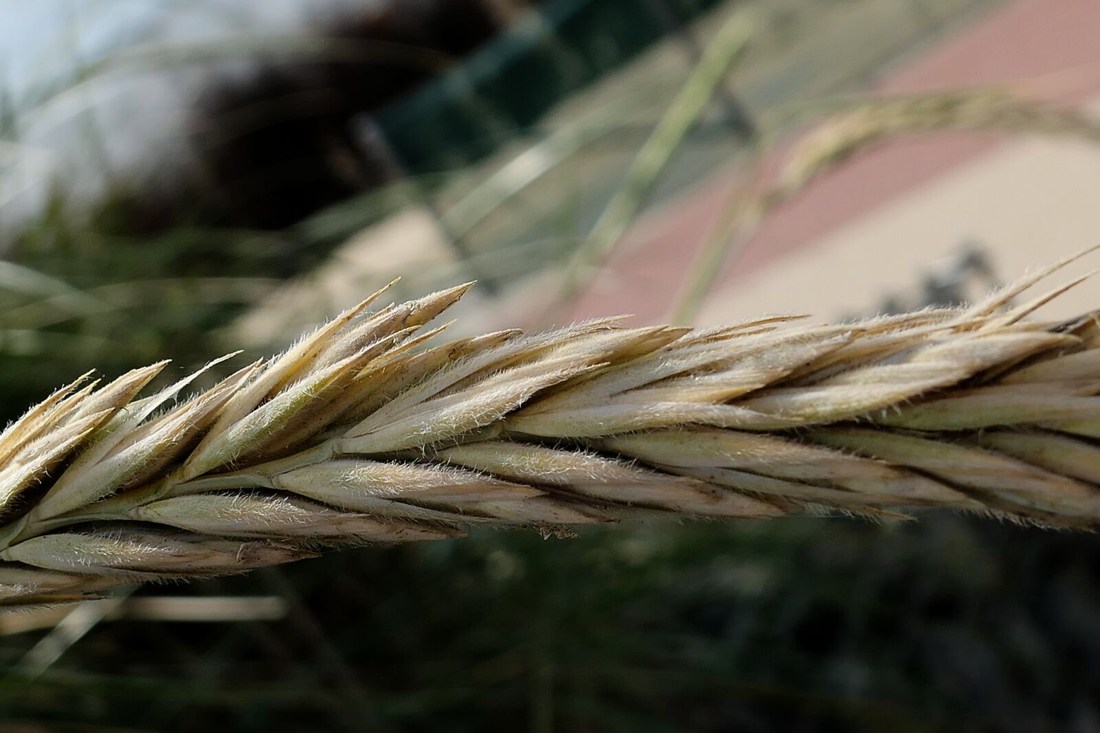 Panasonic Lumix DMC-LX10 (Lumix DMC-LX15) sample photo. Cereals, beach, dune grass photography