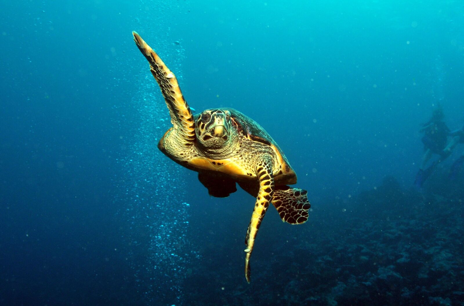 Nikon D90 sample photo. Underwater, tropical, ocean photography