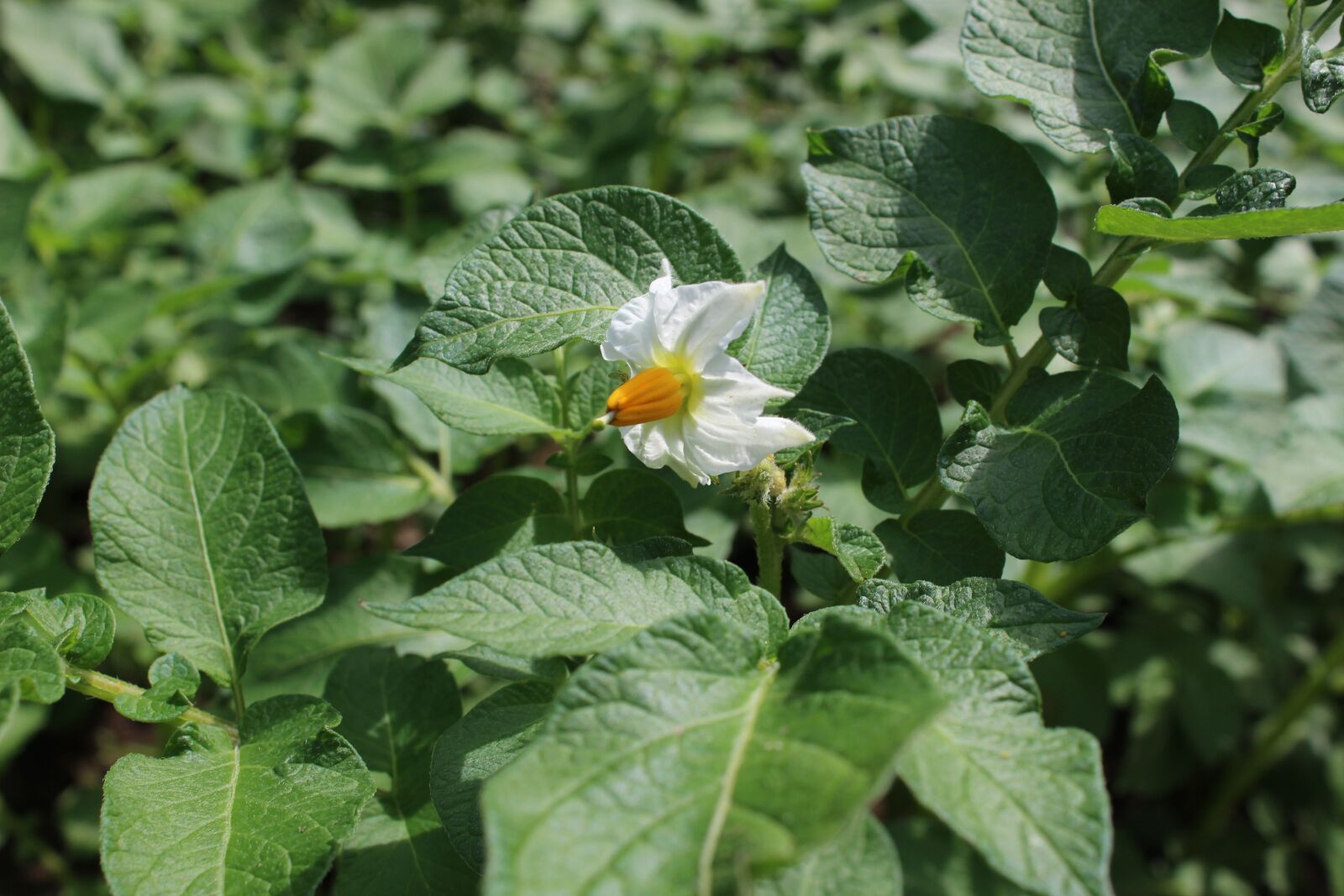 Canon EOS 700D (EOS Rebel T5i / EOS Kiss X7i) sample photo. Potato blossom, potato, nachtschattengew photography