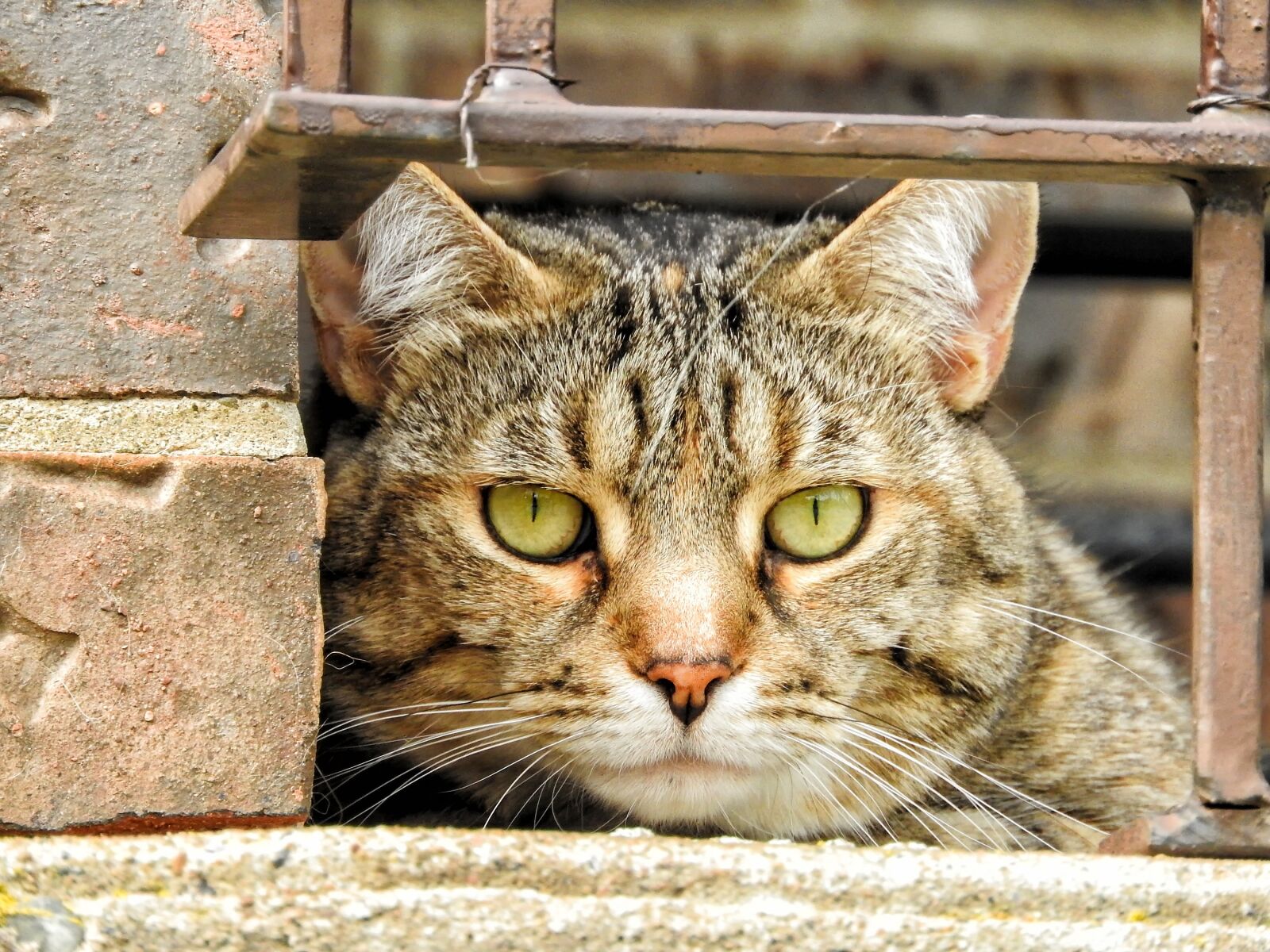 Nikon Coolpix P610 sample photo. Cat, feline, portrait photography