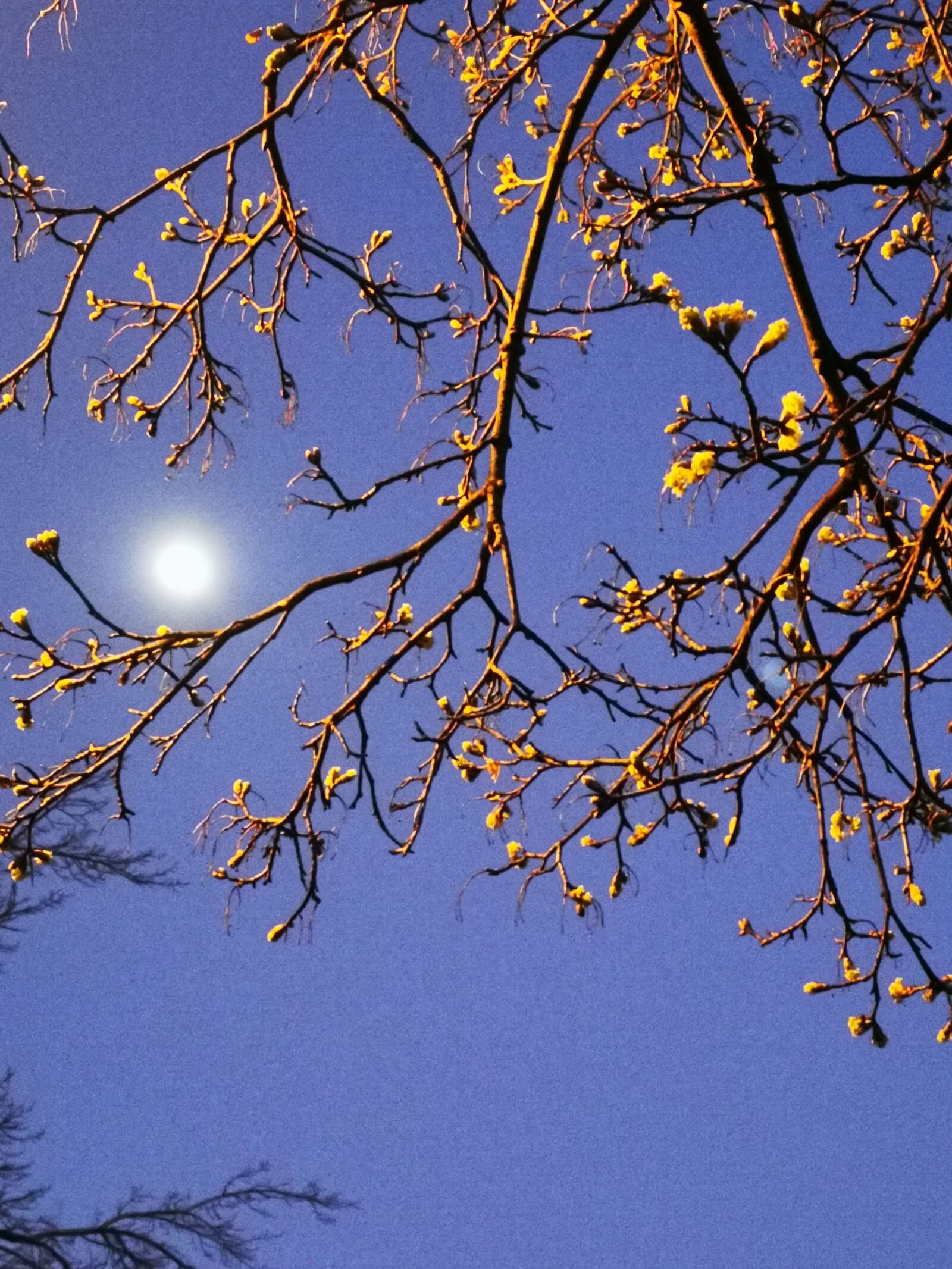 HUAWEI P30 Pro sample photo. Moon, tree, night photography