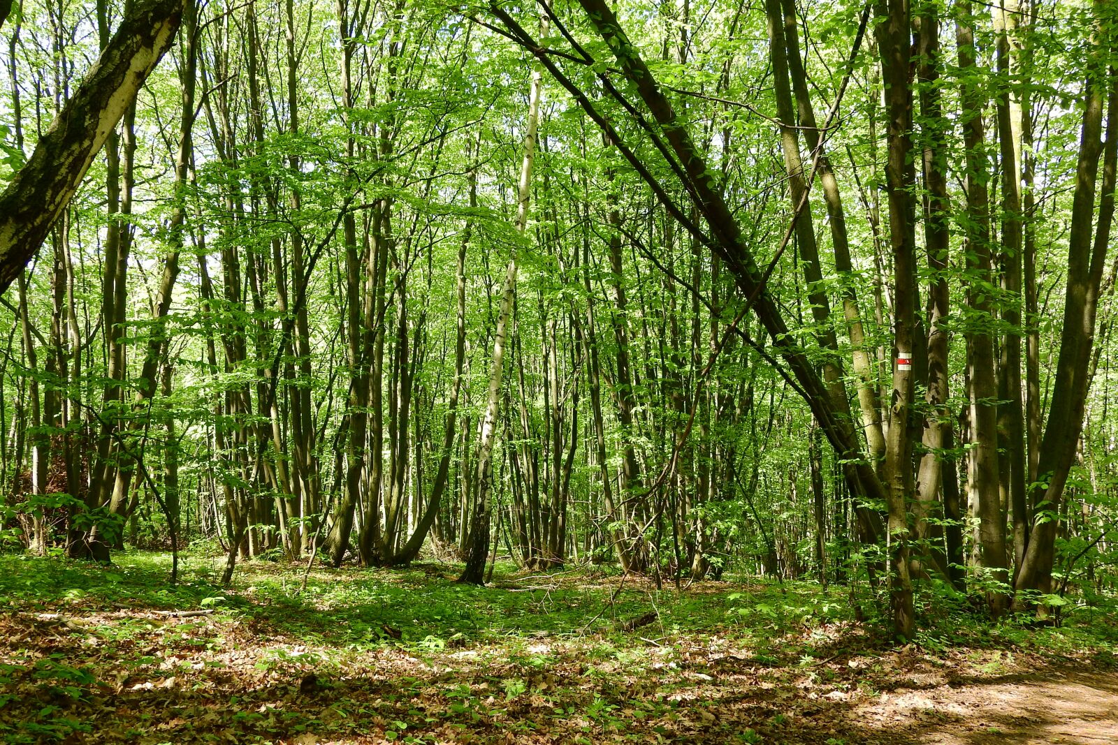 Nikon Coolpix P610 sample photo. Coppice, polykormon, forest photography