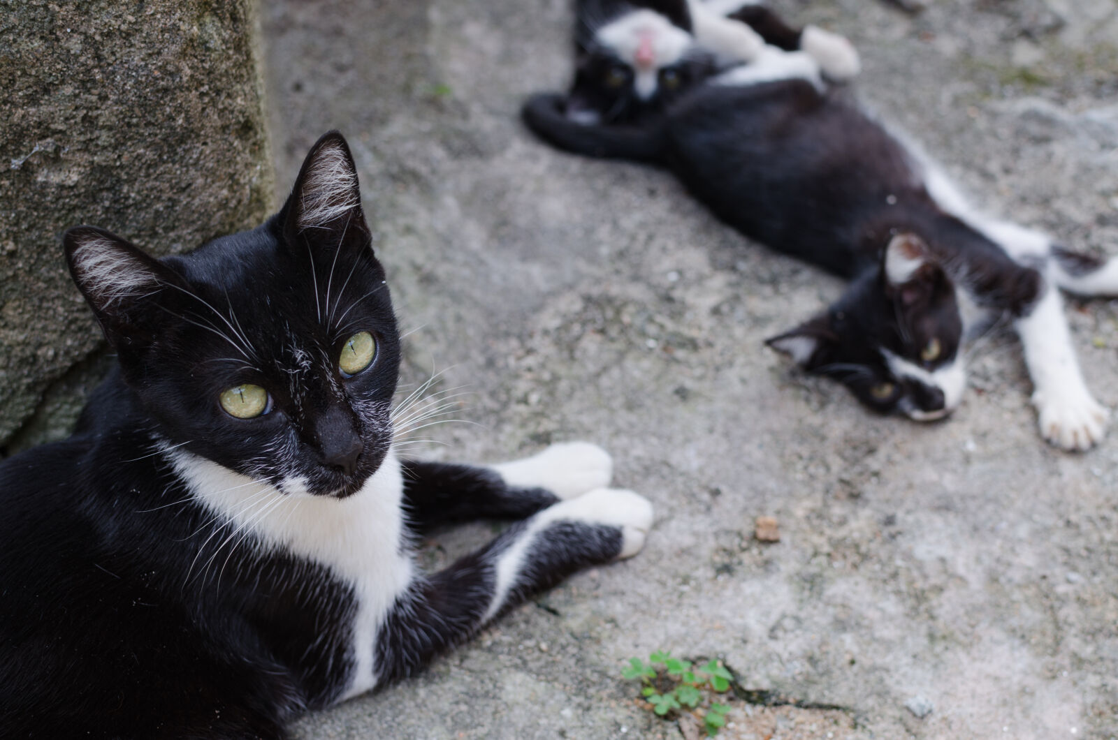 Nikon AF-S DX Nikkor 35mm F1.8G sample photo. Cats, greeneyes, portrait, puppies photography
