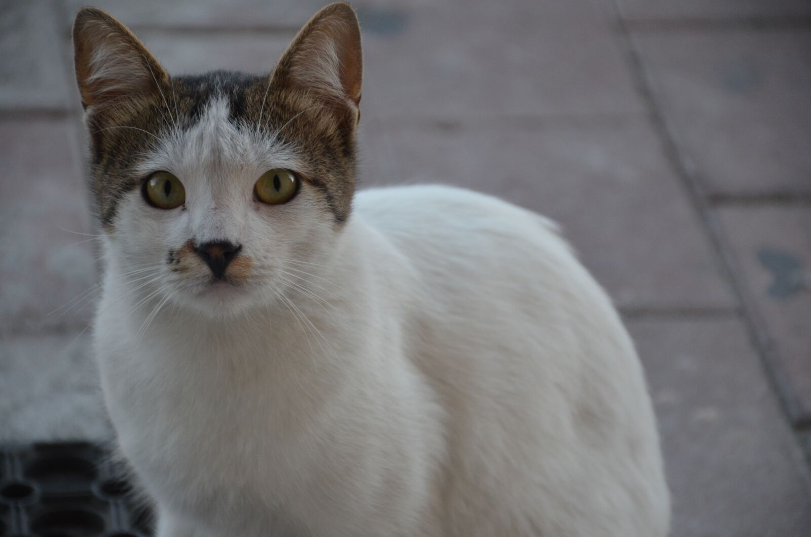 Nikon D7000 sample photo. Cat, paw, animal photography