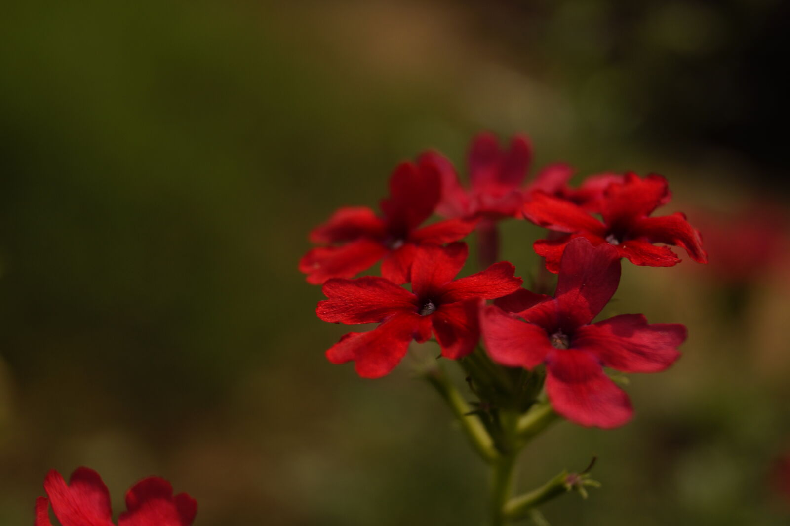 Sony DT 18-55mm F3.5-5.6 SAM II sample photo. Flower, red, beautiful, redlove photography