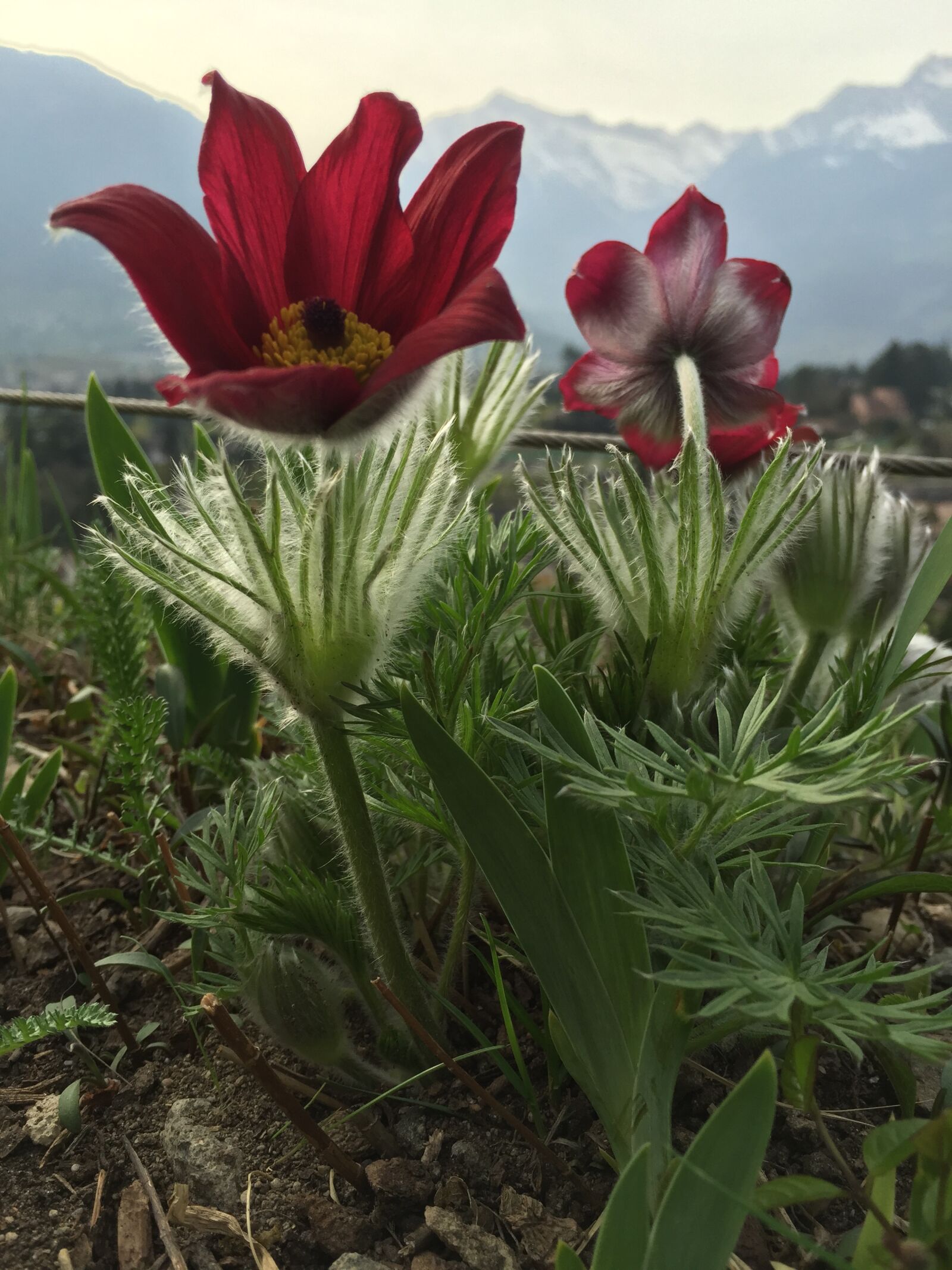 Apple iPhone 6 sample photo. Flower, nature, flora photography