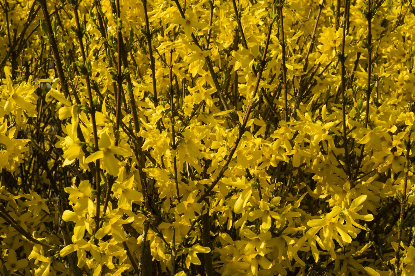 Sigma 30mm F2.8 EX DN sample photo. Forsythia, yellow, flowers photography