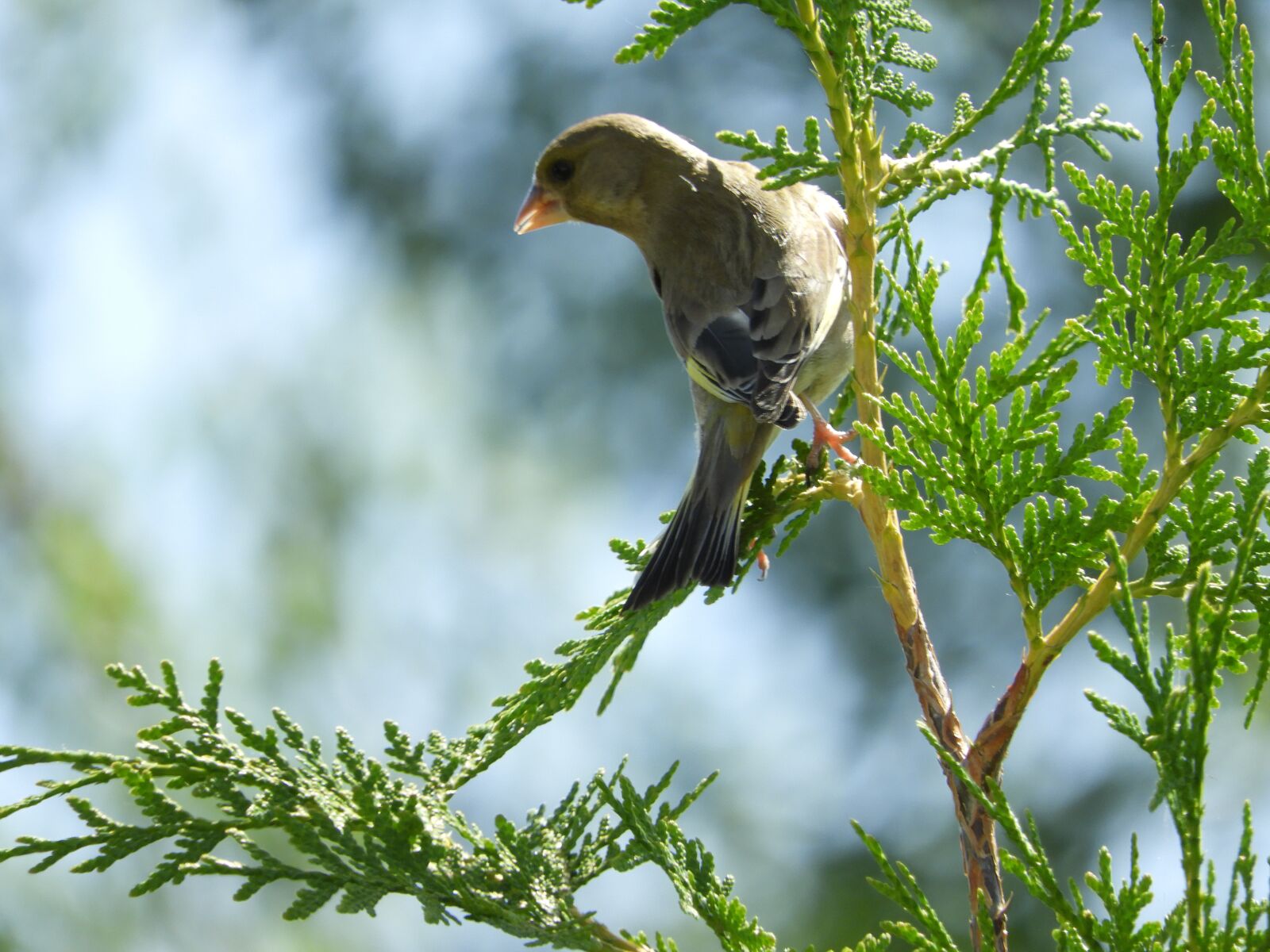 Nikon Coolpix B700 sample photo. Bird, branch, nature photography