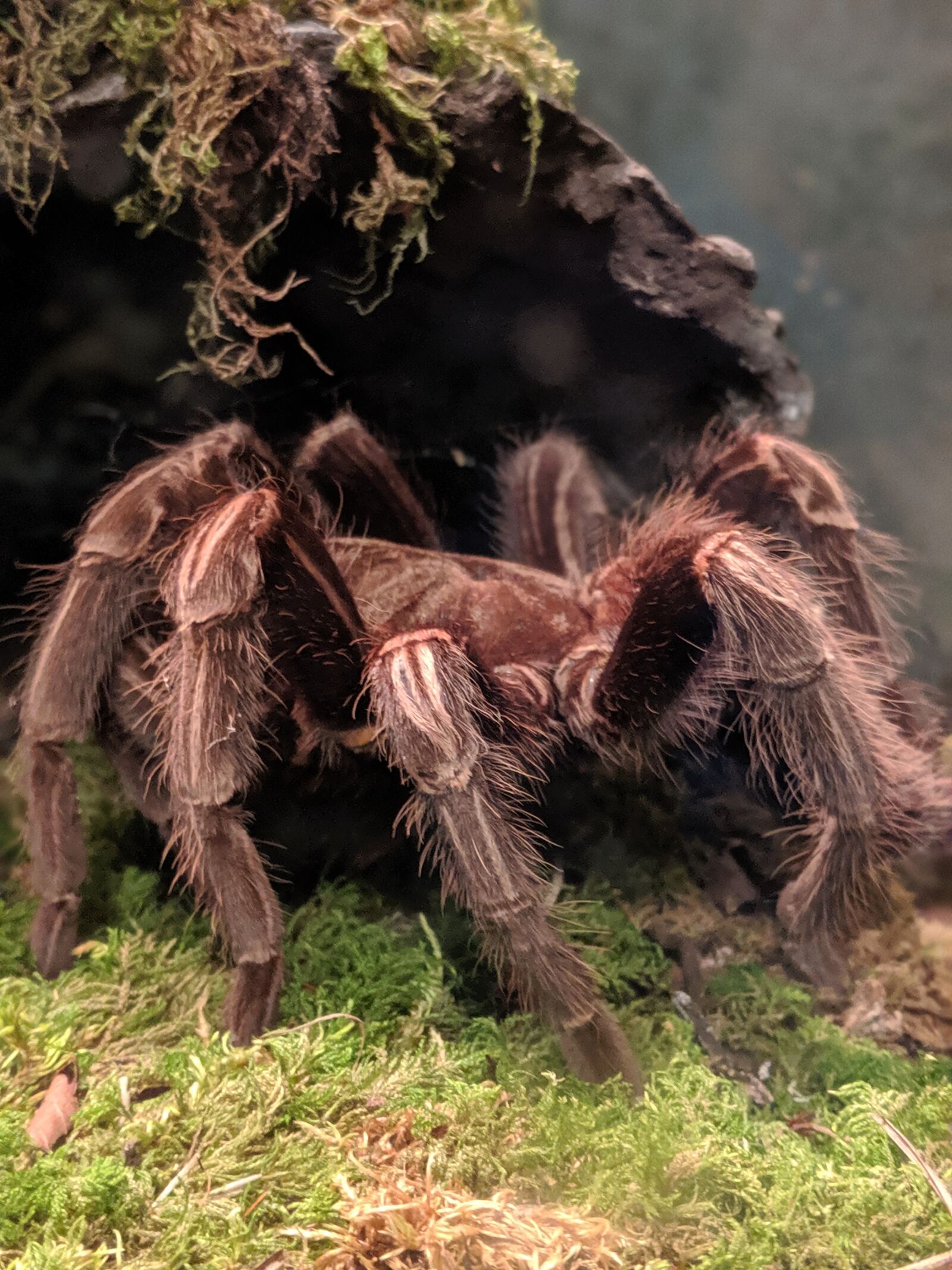 Google Pixel 3a sample photo. Spider, creepy, nature photography