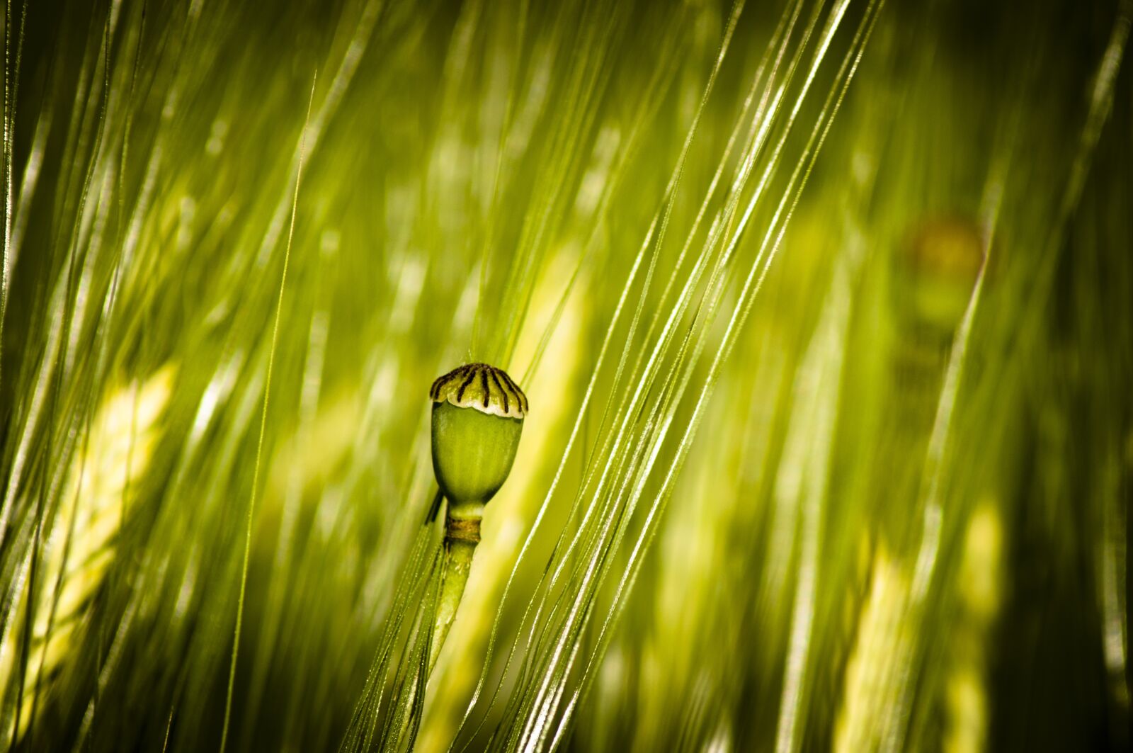 Nikon D5000 sample photo. Green poppy, basket, wheat photography