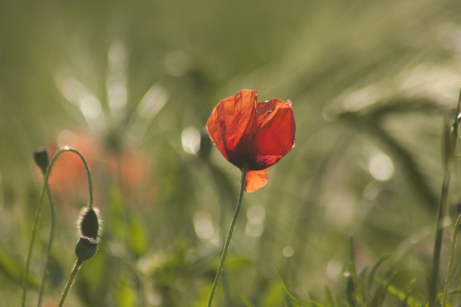 Canon EOS 40D + Canon EF 75-300mm f/4-5.6 sample photo. Poppy, flower, flowers photography