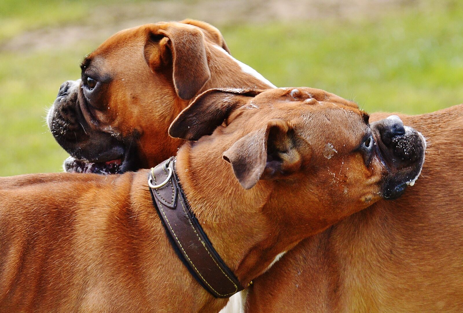 Nikon D3200 sample photo. Boxer dogs, dogs, good photography