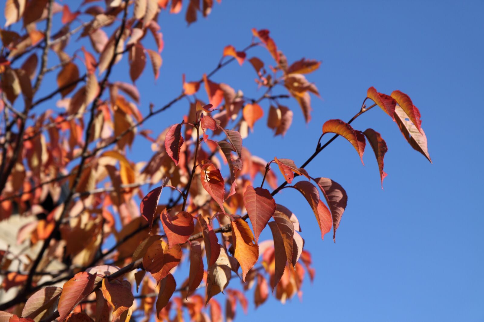 Canon EOS 50D sample photo. Leaf, leaves, red photography
