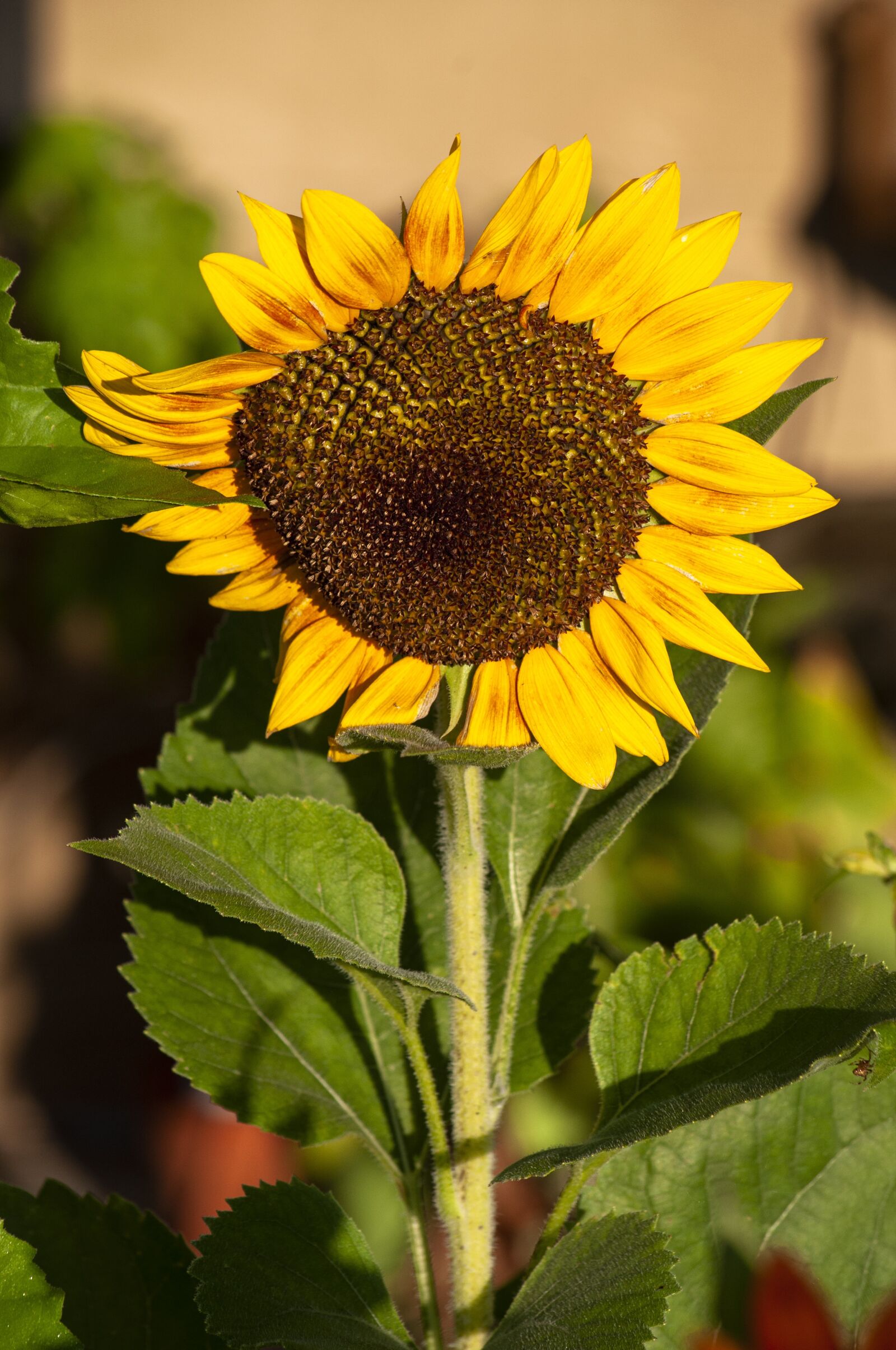 Nikon D5000 sample photo. Sunflower, flower, bloom photography