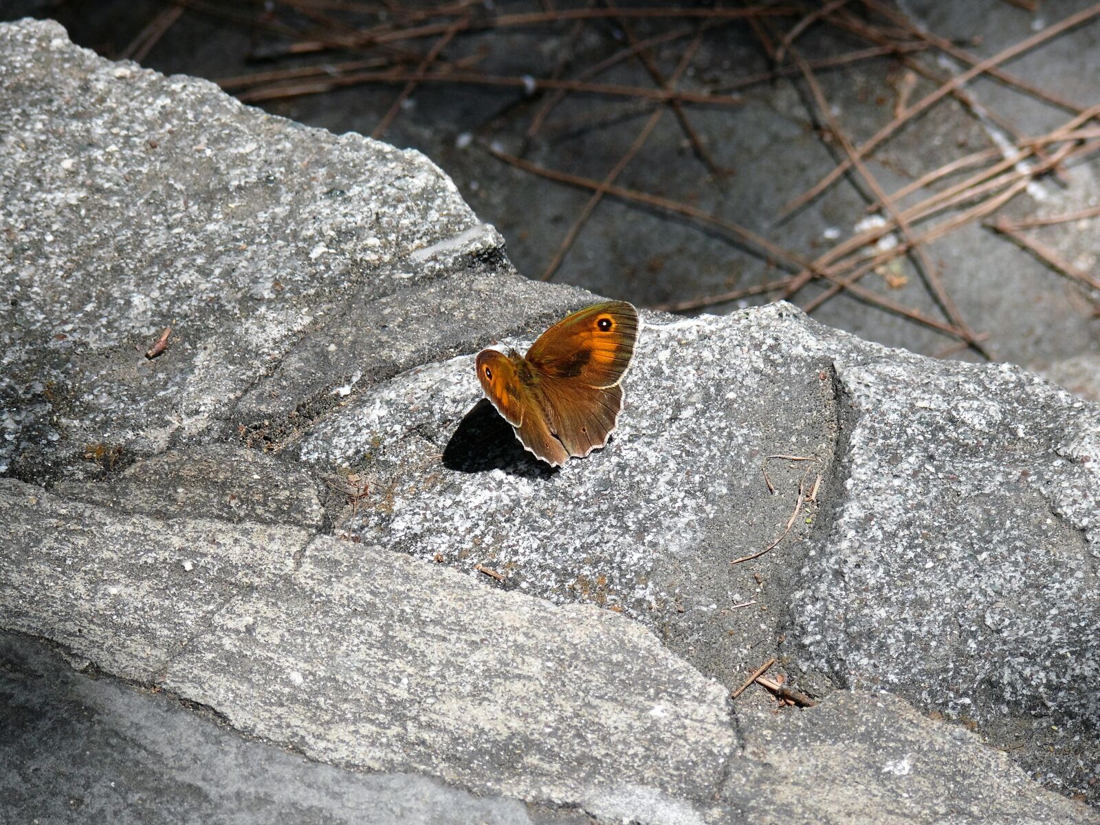 Panasonic DMC-FZ50 sample photo. Butterfly, animal, animals photography