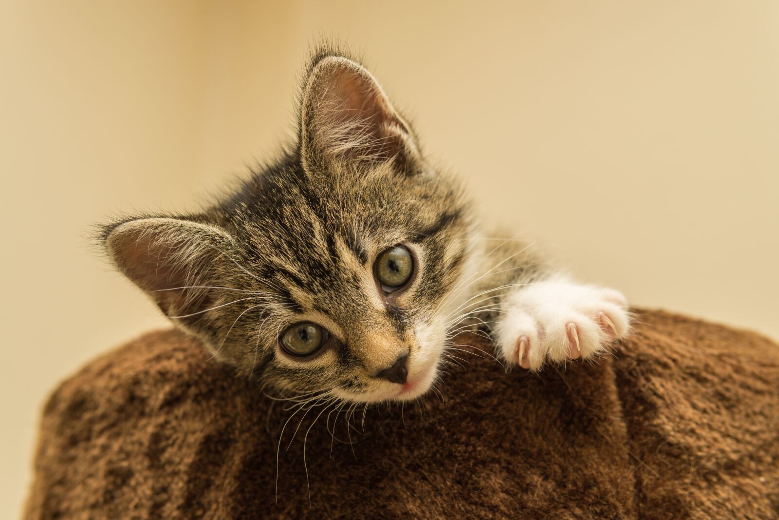 30mm F1.4 DC DN | Contemporary 016 sample photo. Cat, small, mackerel photography