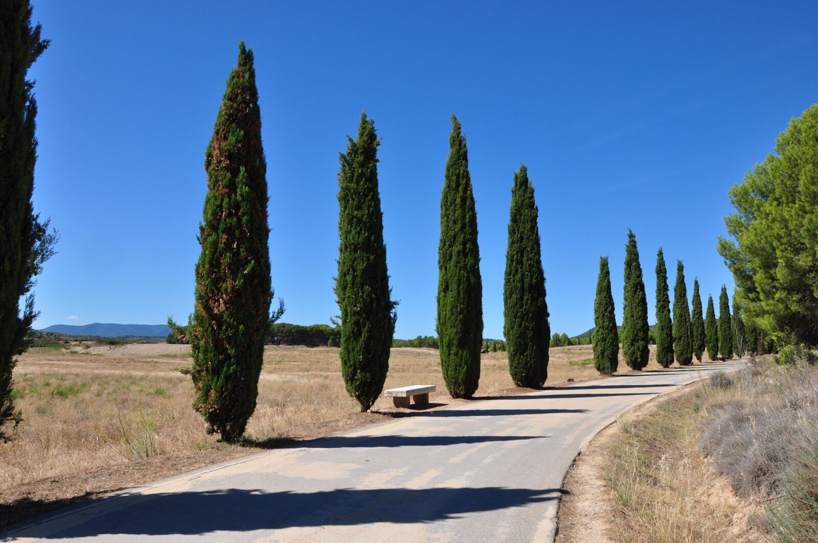 Nikon D5000 sample photo. Tree, road, nature photography