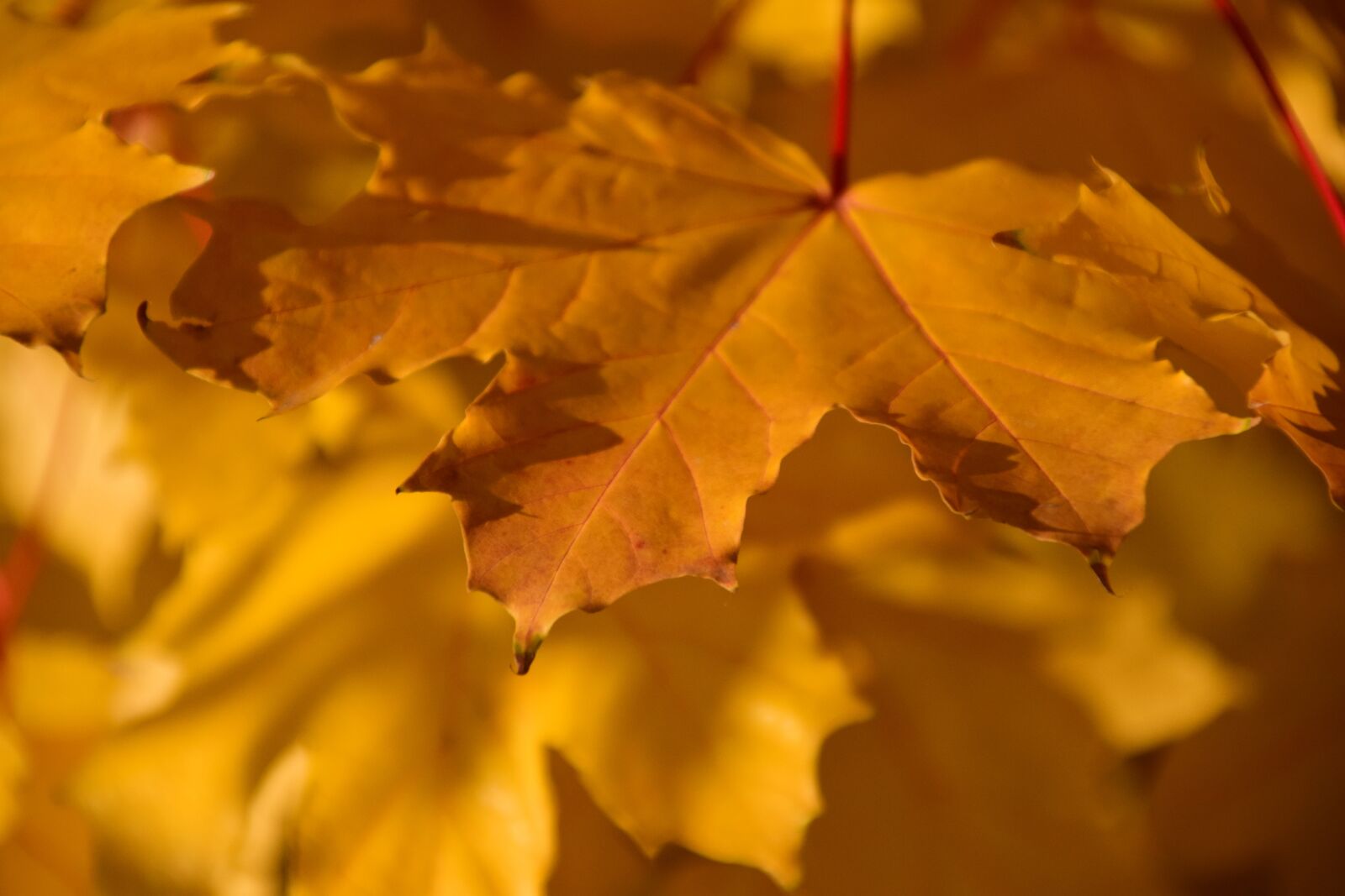 Nikon D3300 sample photo. Autumn, fall foliage, yellow photography