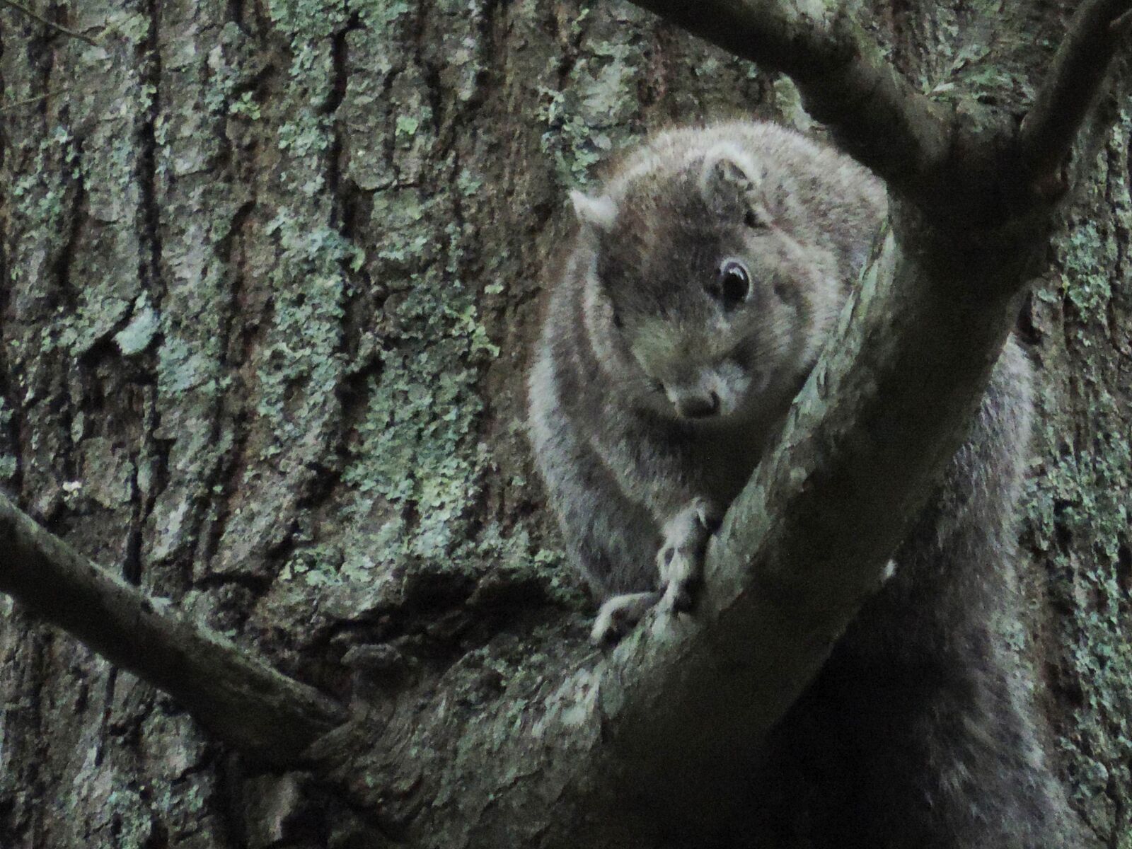 Nikon Coolpix P520 sample photo. Delmarva, peninsula, squirrel photography