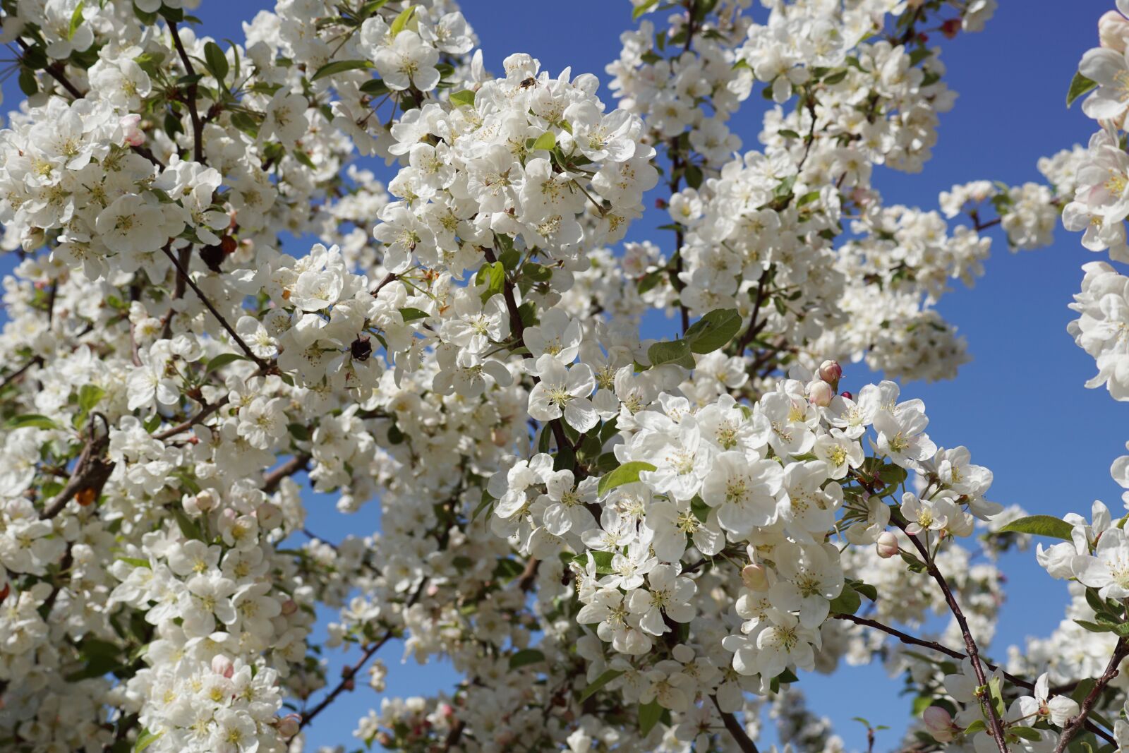 Sony DT 30mm F2.8 Macro SAM sample photo. Apple tree, flowers, spring photography
