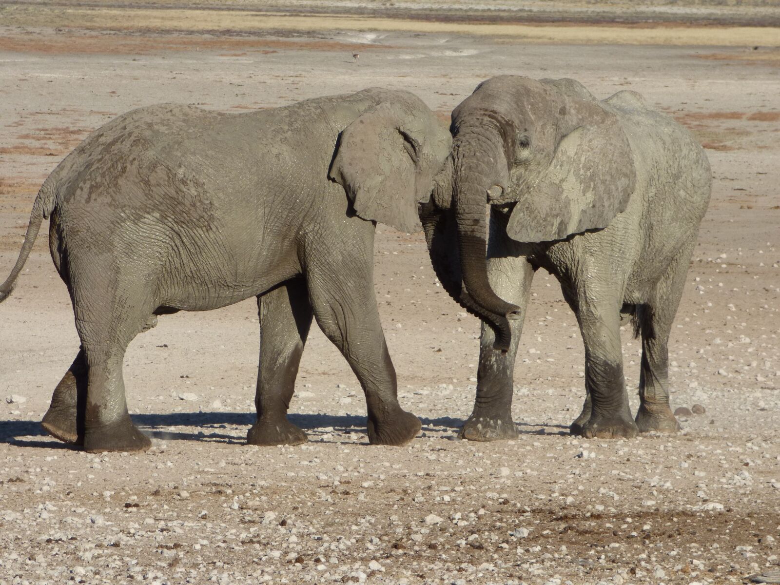 Panasonic DMC-FZ72 sample photo. Africa, namibia, animals photography