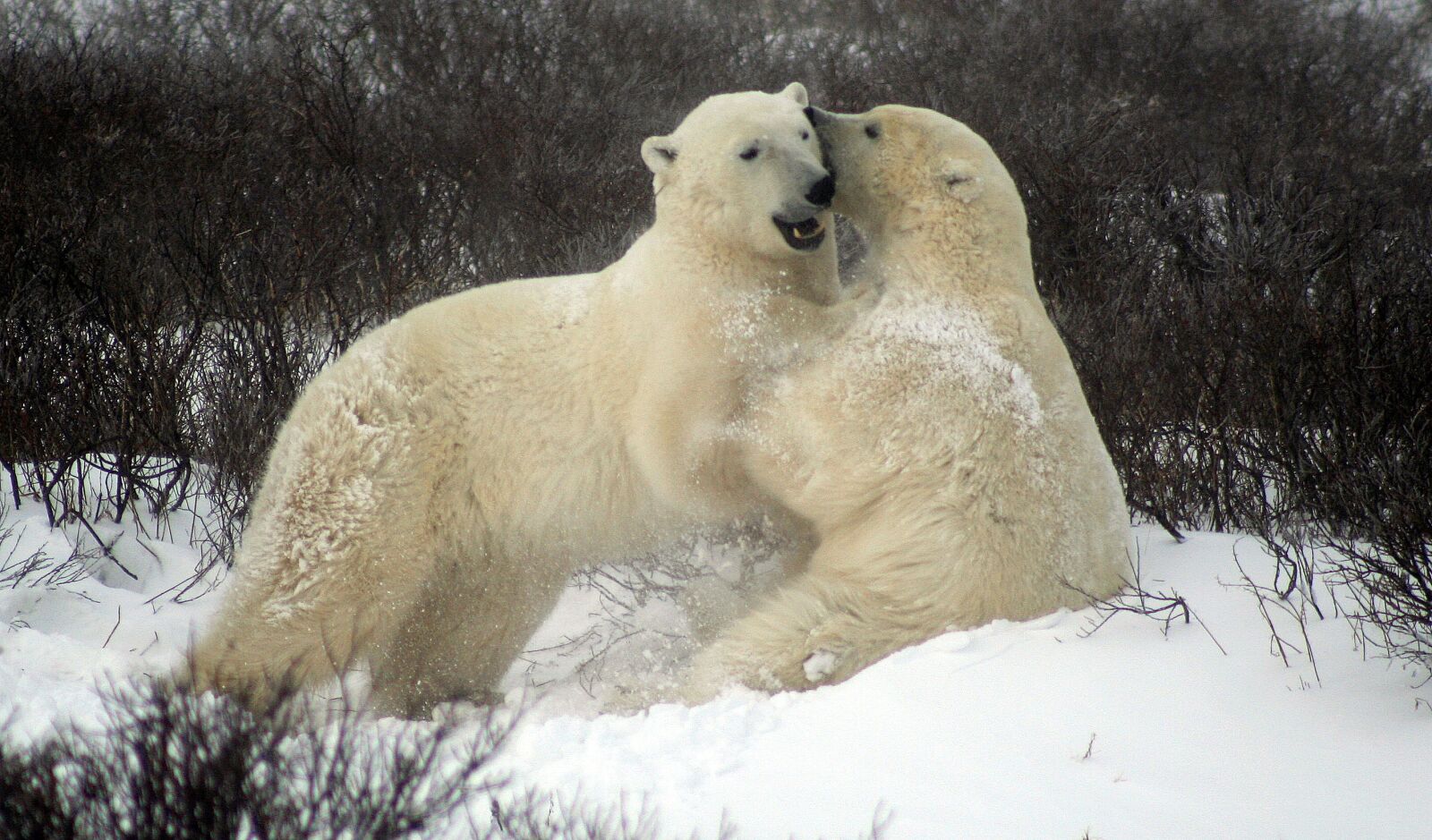 Canon EOS 350D (EOS Digital Rebel XT / EOS Kiss Digital N) sample photo. Sparing polar bears, fighting photography