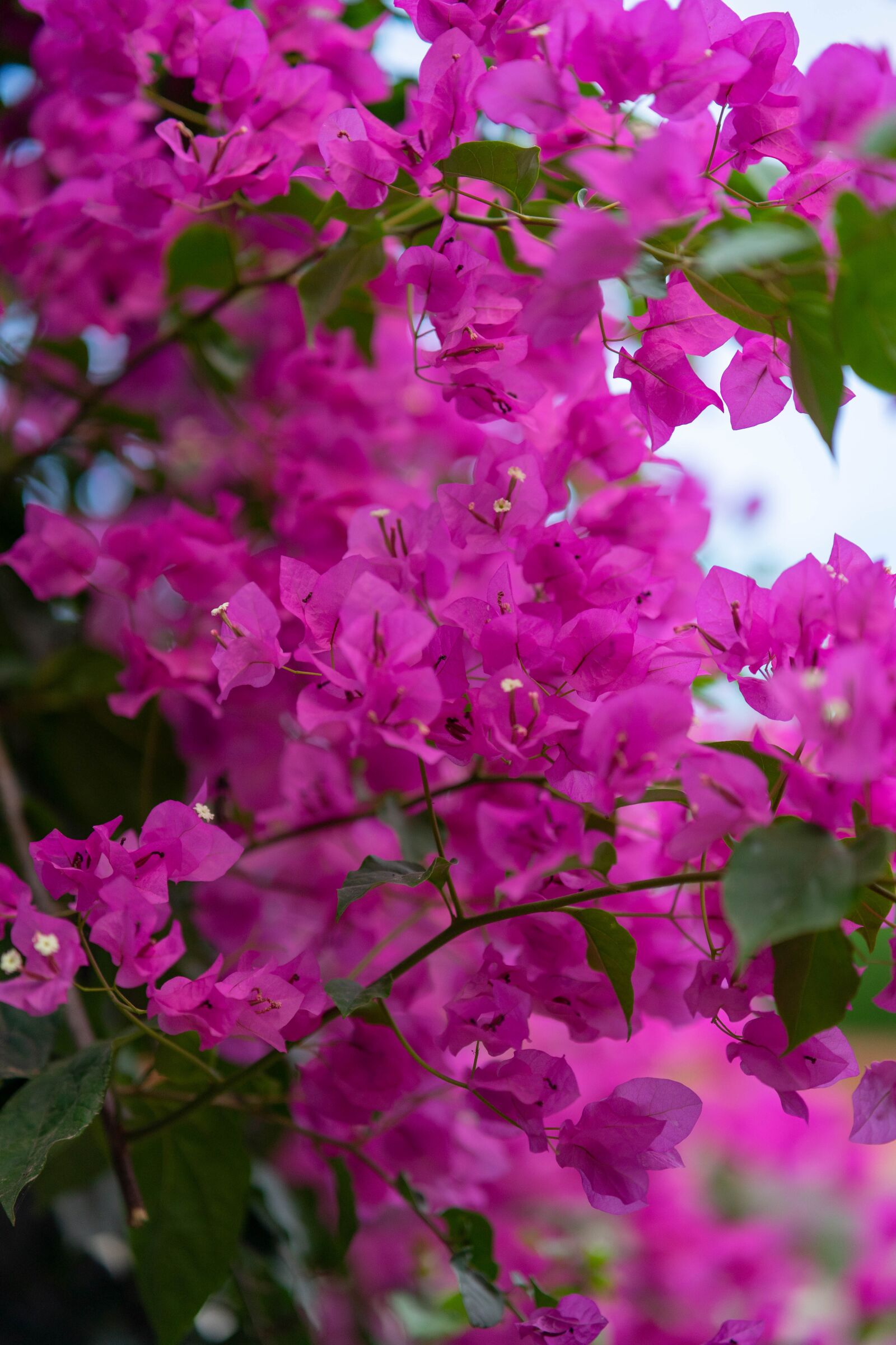 Samyang AF 85mm F1.4 FE sample photo. Flower, pink, petal photography