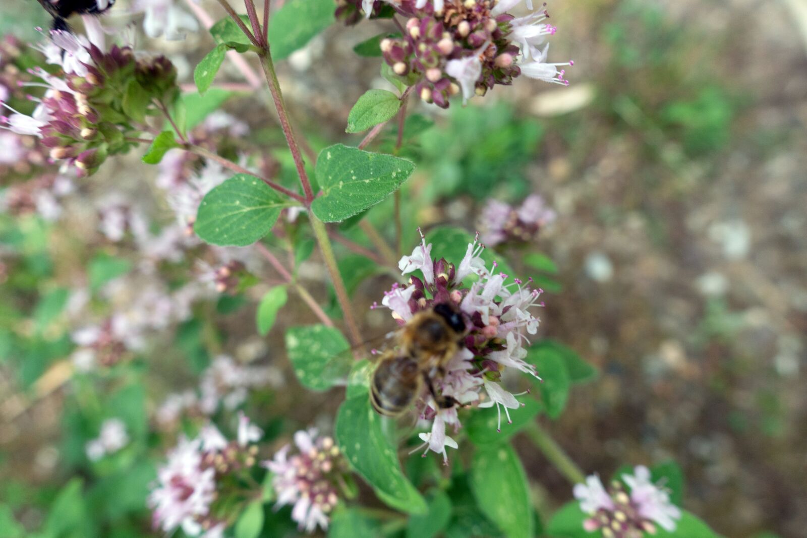 Sony Cyber-shot DSC-RX100 IV sample photo. Honey bee, nectar, blossom photography