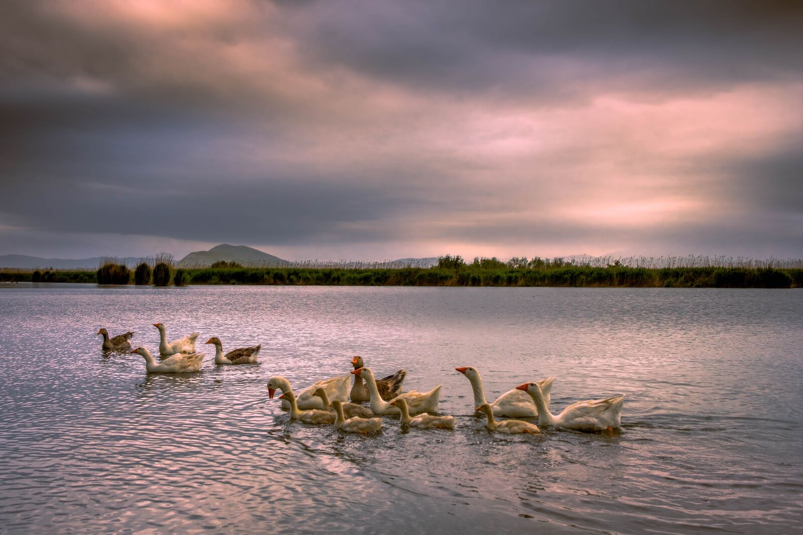 Fujifilm XF 23mm F2 R WR sample photo. Geese, wild, lake photography