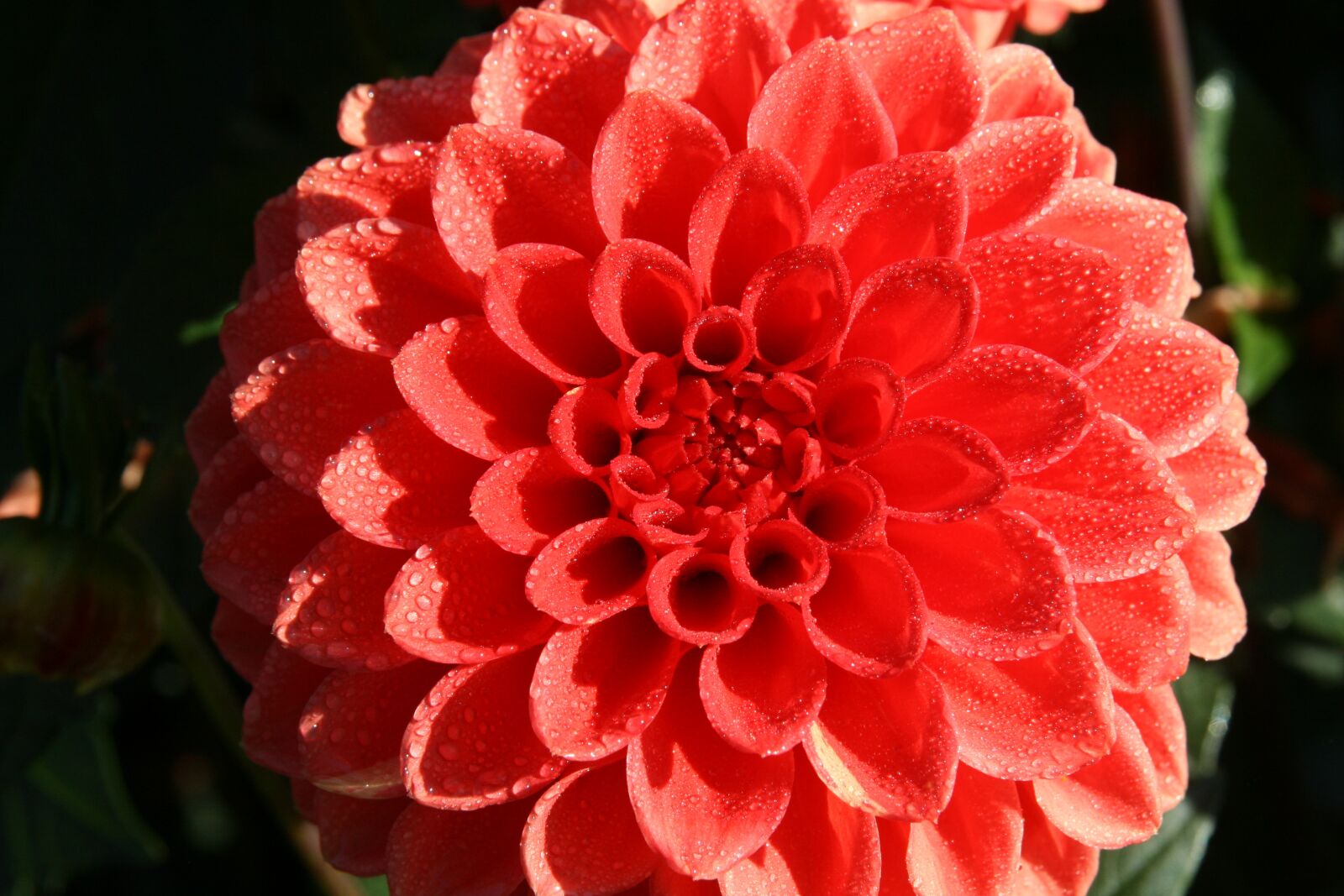 Canon EOS 400D (EOS Digital Rebel XTi / EOS Kiss Digital X) sample photo. Dahlia, blossom, bloom photography