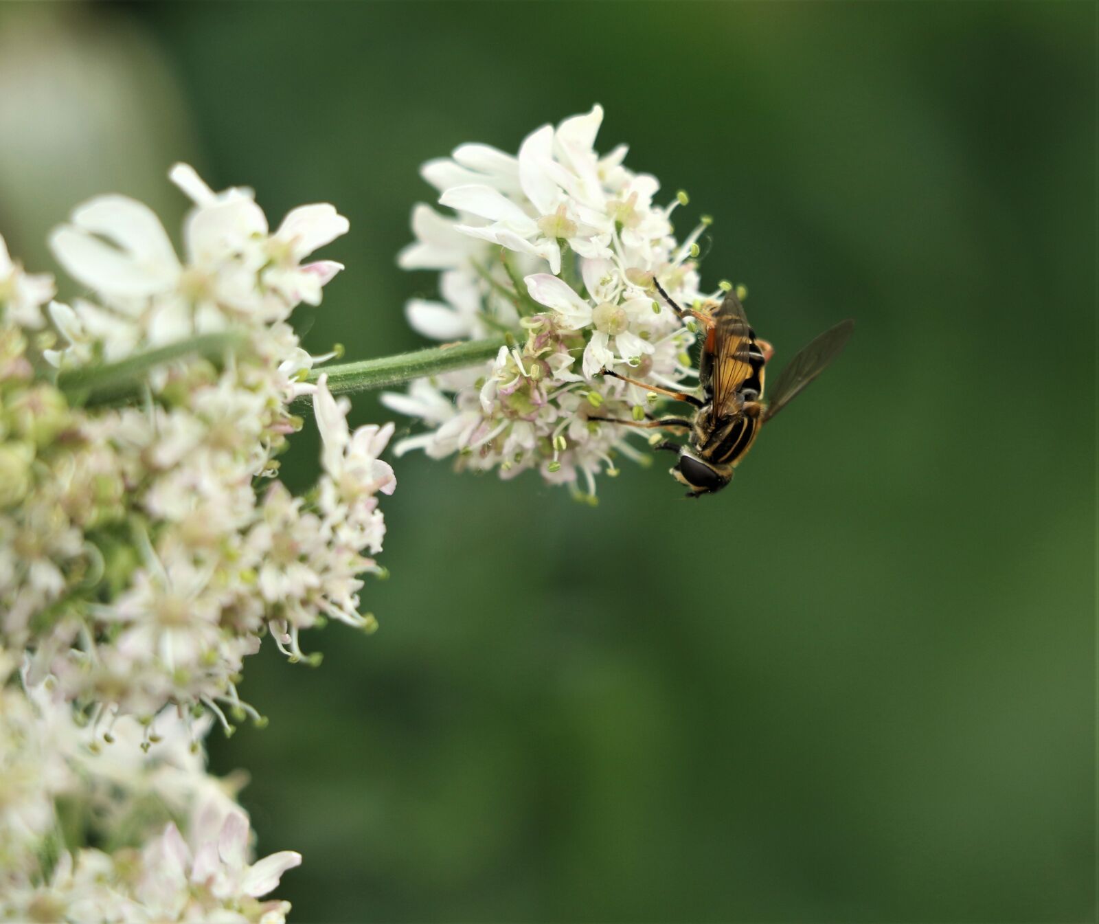 Canon EOS 7D Mark II sample photo. Bee, insect, animal photography