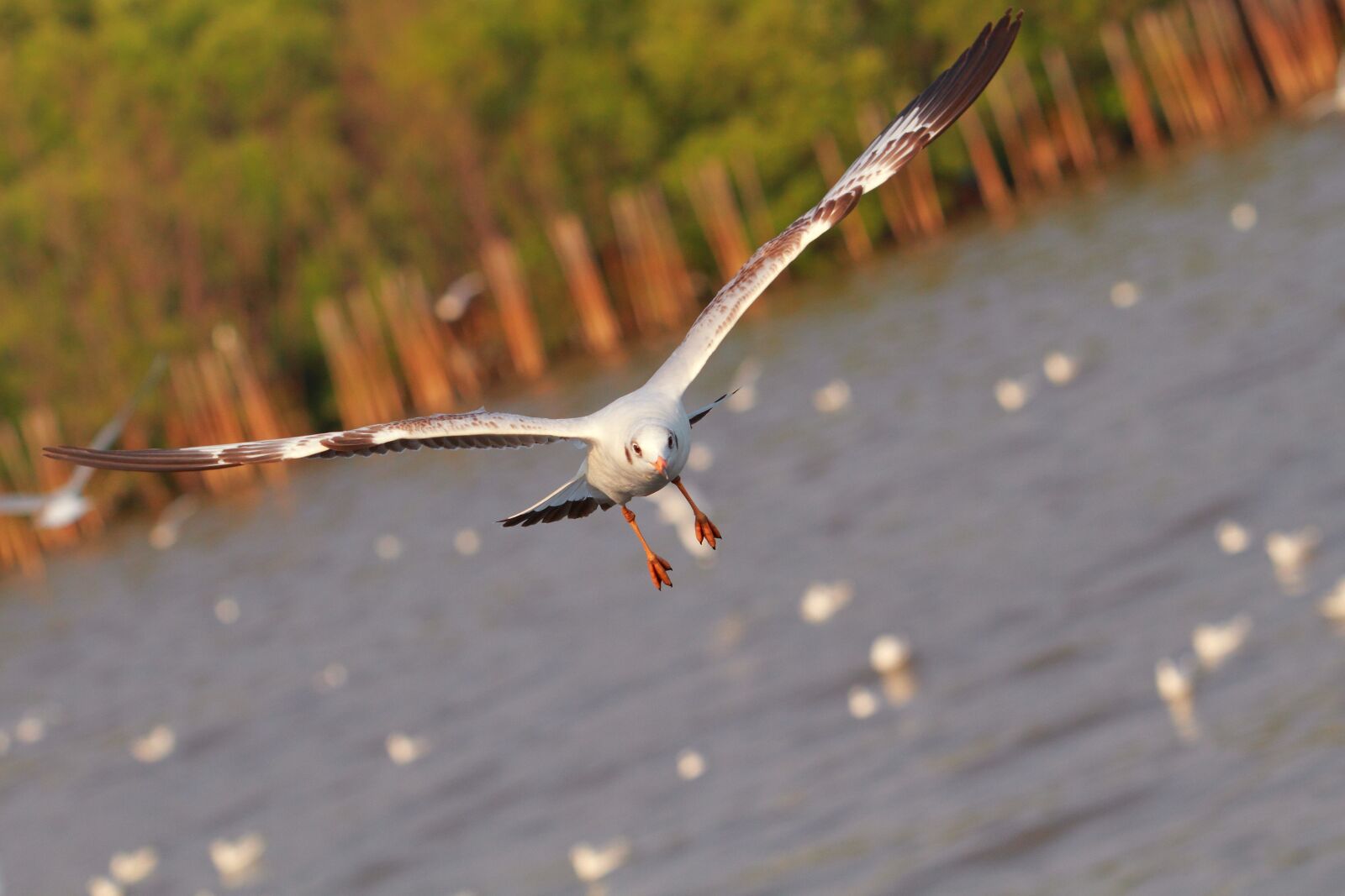 Canon EOS 7D + Canon EF 70-200mm F2.8L USM sample photo. Seagull, bang pu, gull photography