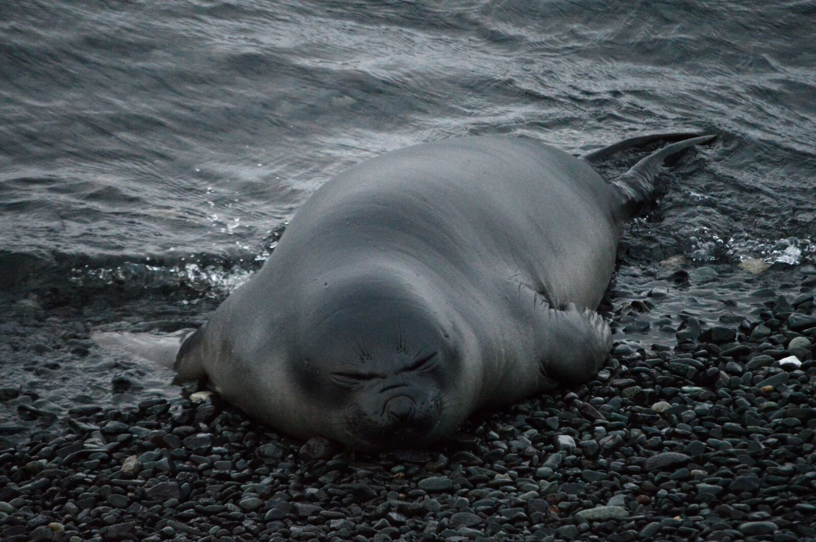 Nikon D3200 sample photo. Seal, sleeping, resting photography