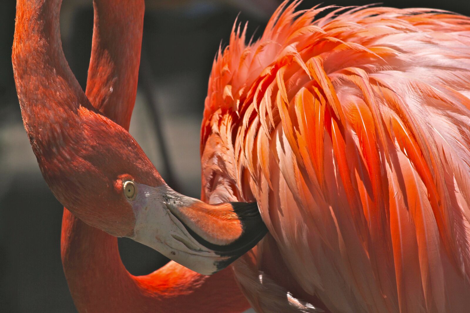 Canon EOS 550D (EOS Rebel T2i / EOS Kiss X4) sample photo. Orange, and, white, feathered photography