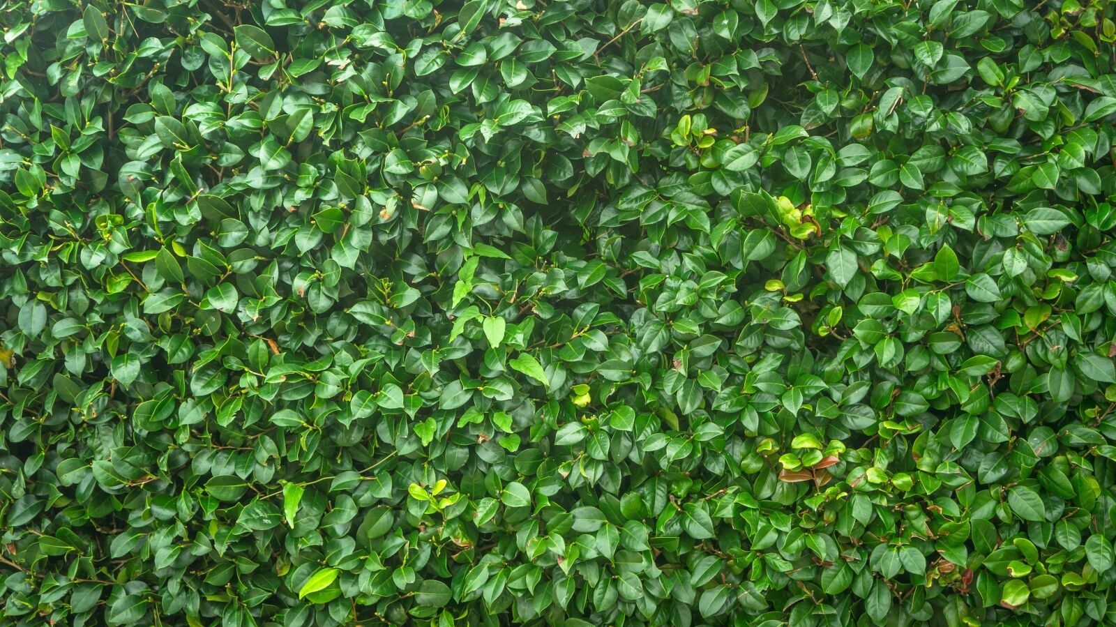 Sony Alpha NEX-5N sample photo. Leaf, green, nature photography