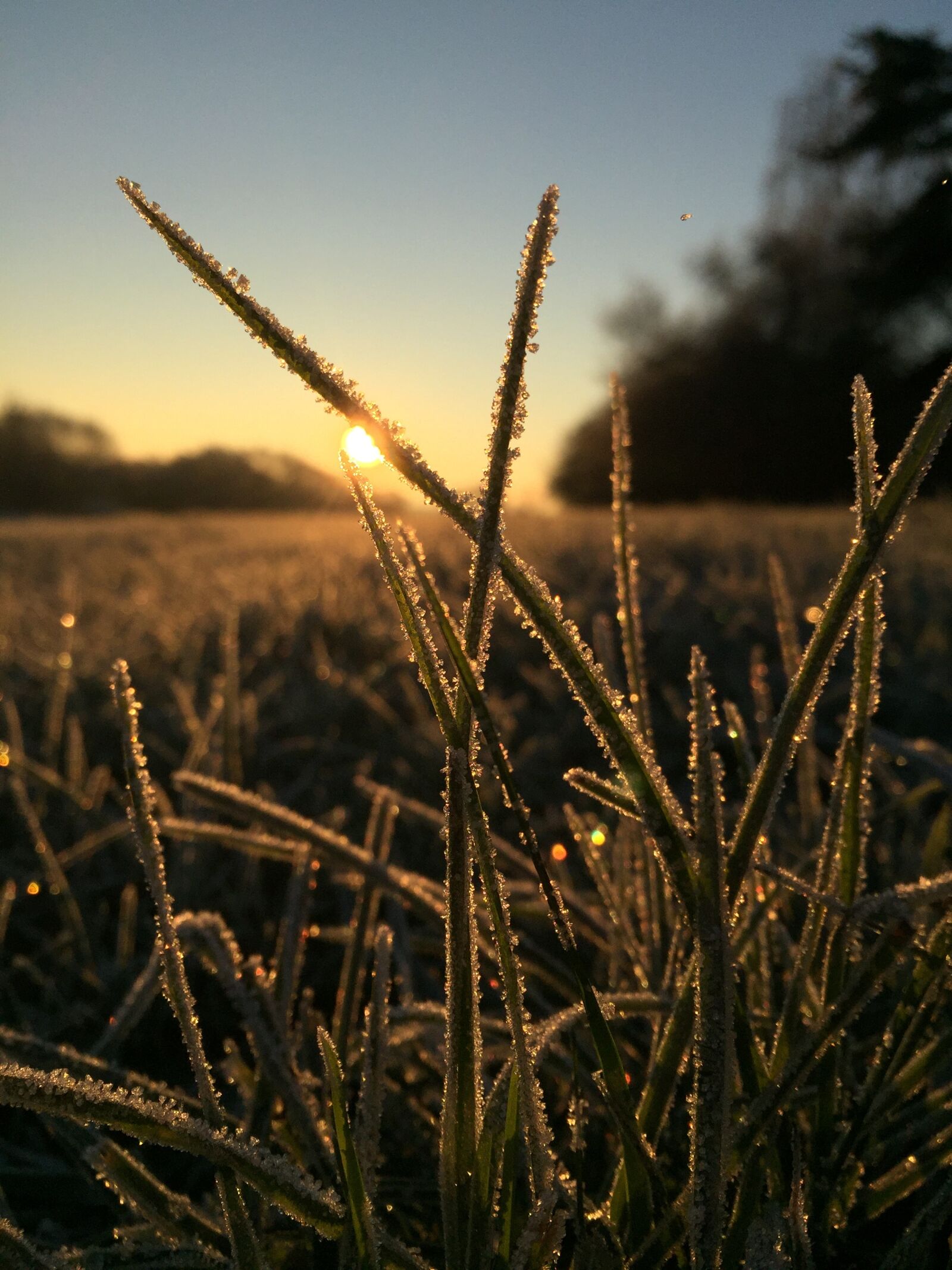 Apple iPhone 6 sample photo. Grass, close up, grasses photography