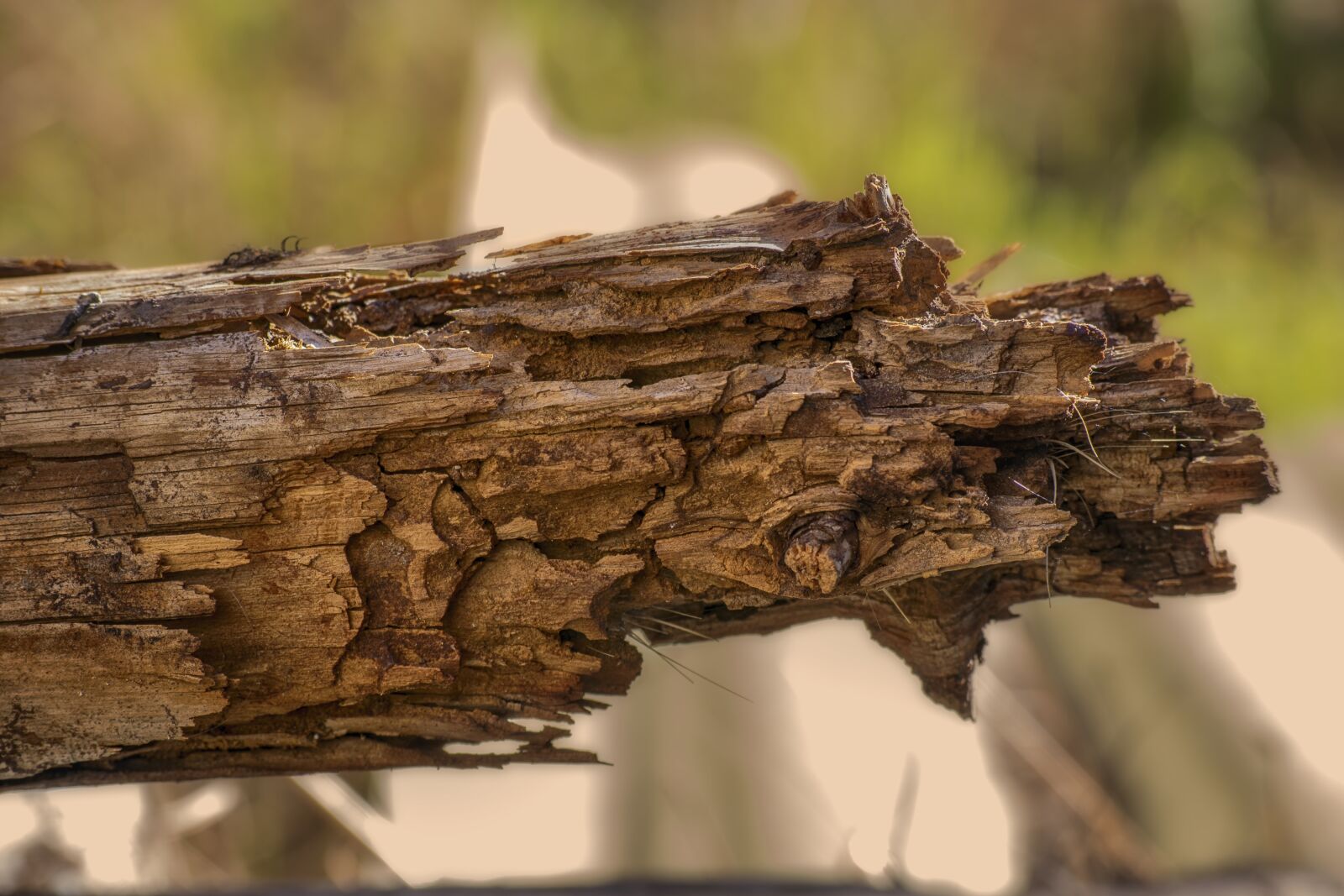 Nikon D3300 sample photo. Trunk, old, wood photography