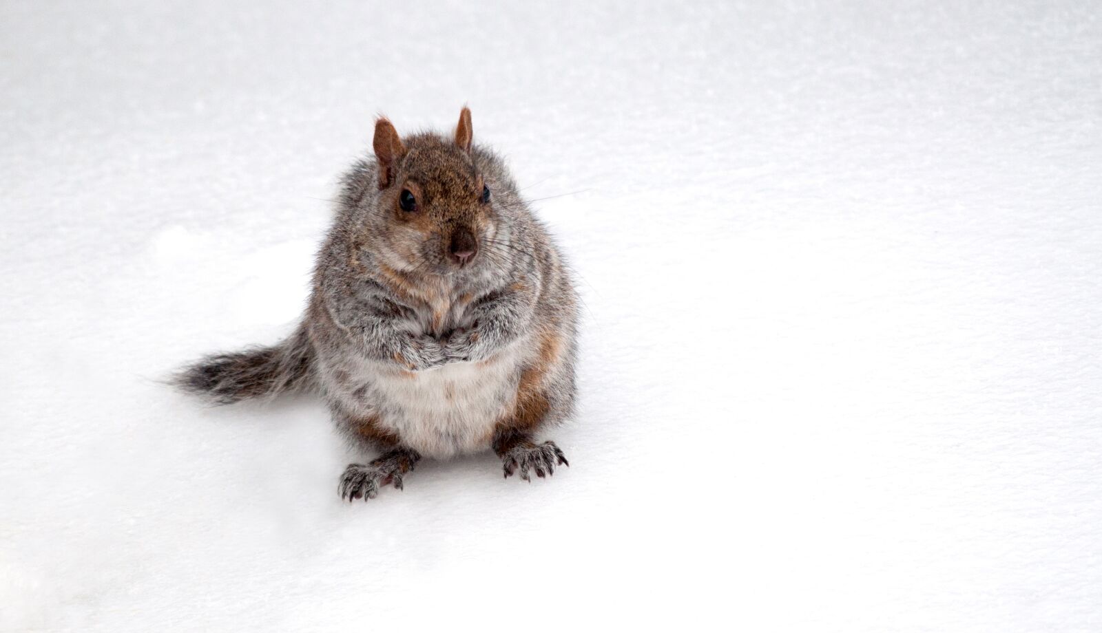 Nikon D5000 sample photo. Animal, squirrel, cute photography