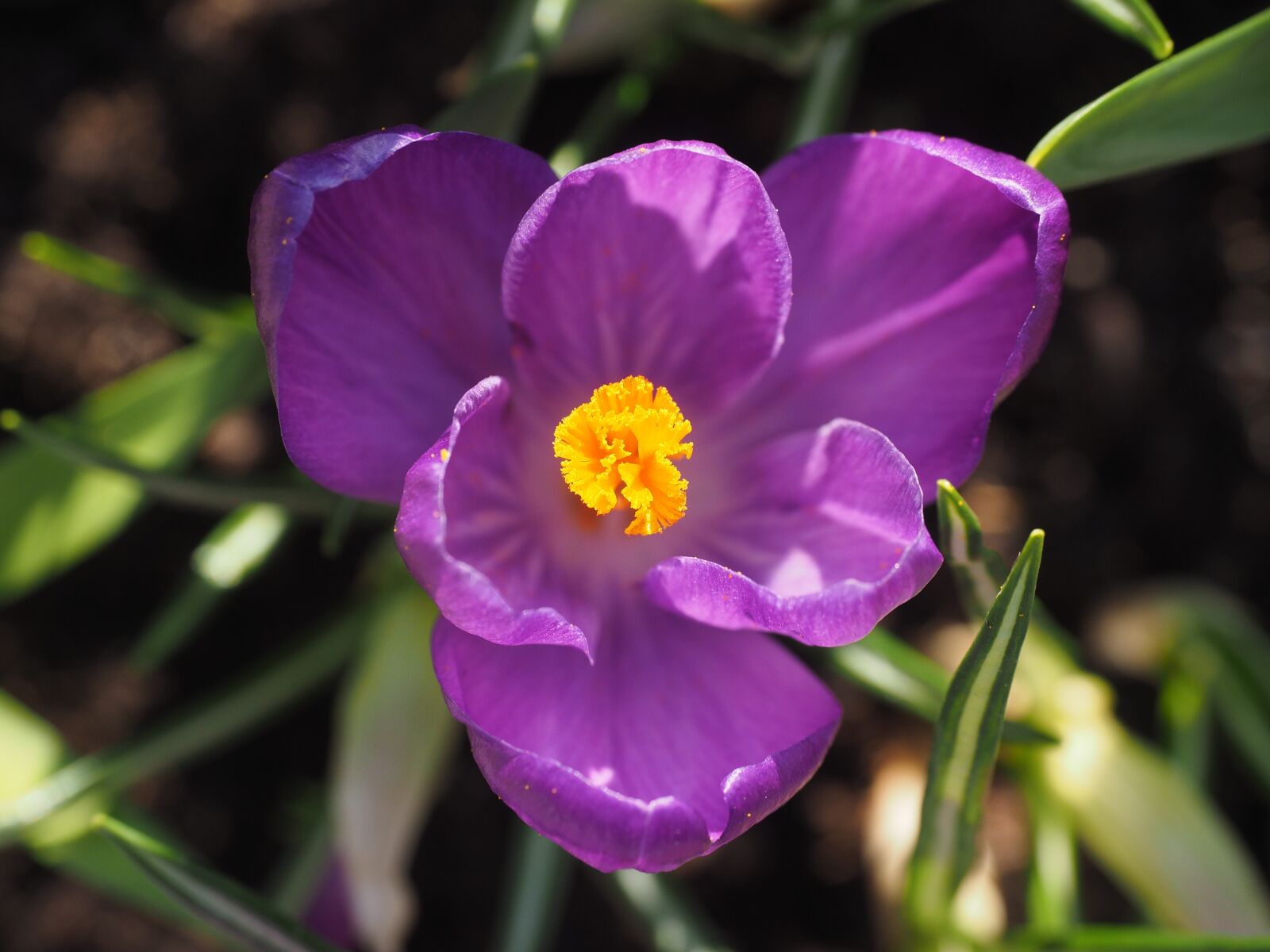 Olympus OM-D E-M1 + Olympus M.Zuiko Digital ED 12-40mm F2.8 Pro sample photo. Crocus, flower, blossom photography
